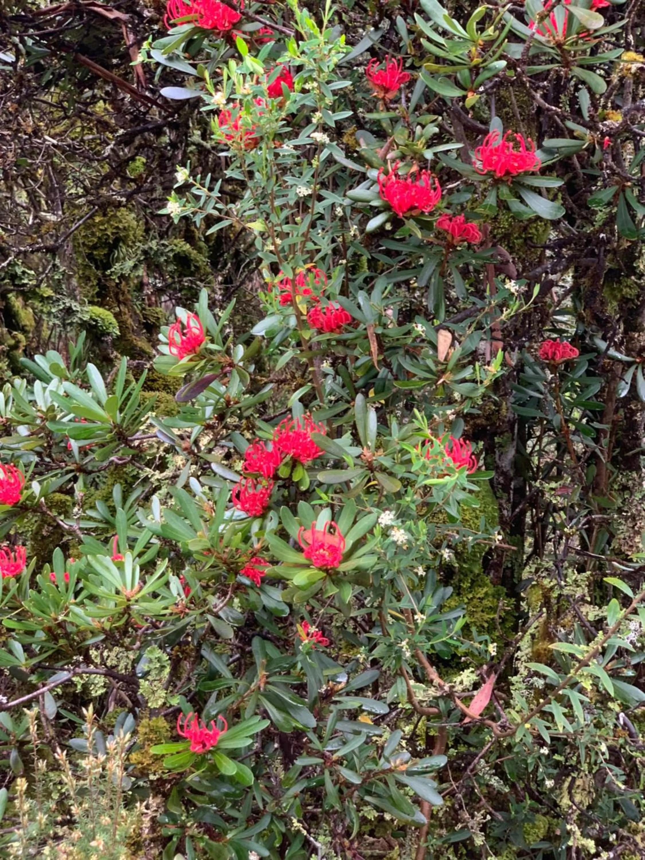 Natural landscape in Cradle Highlander