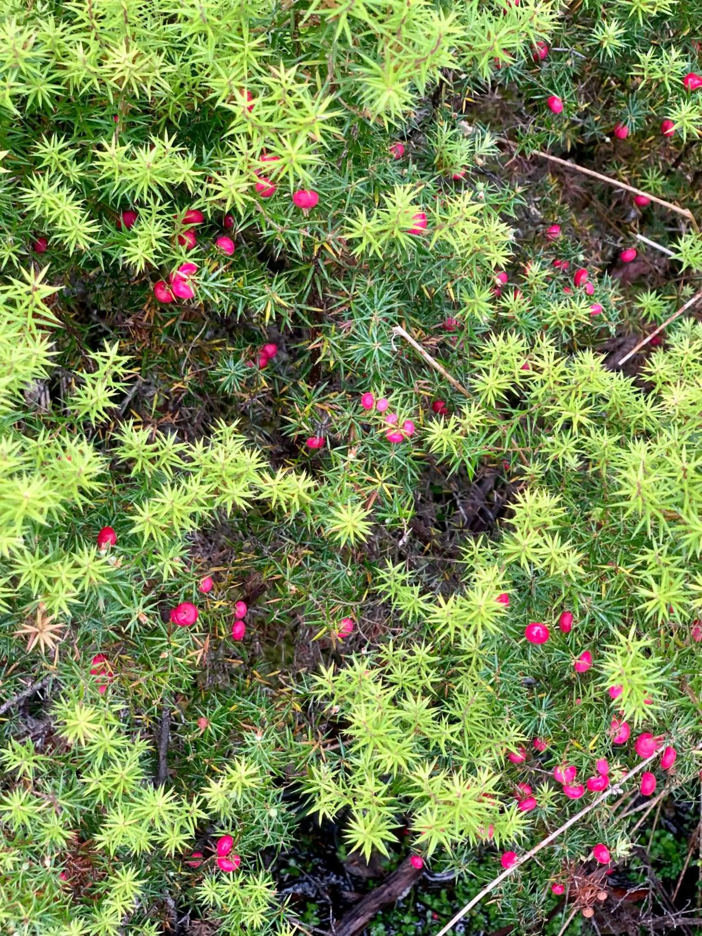 Natural landscape in Cradle Highlander