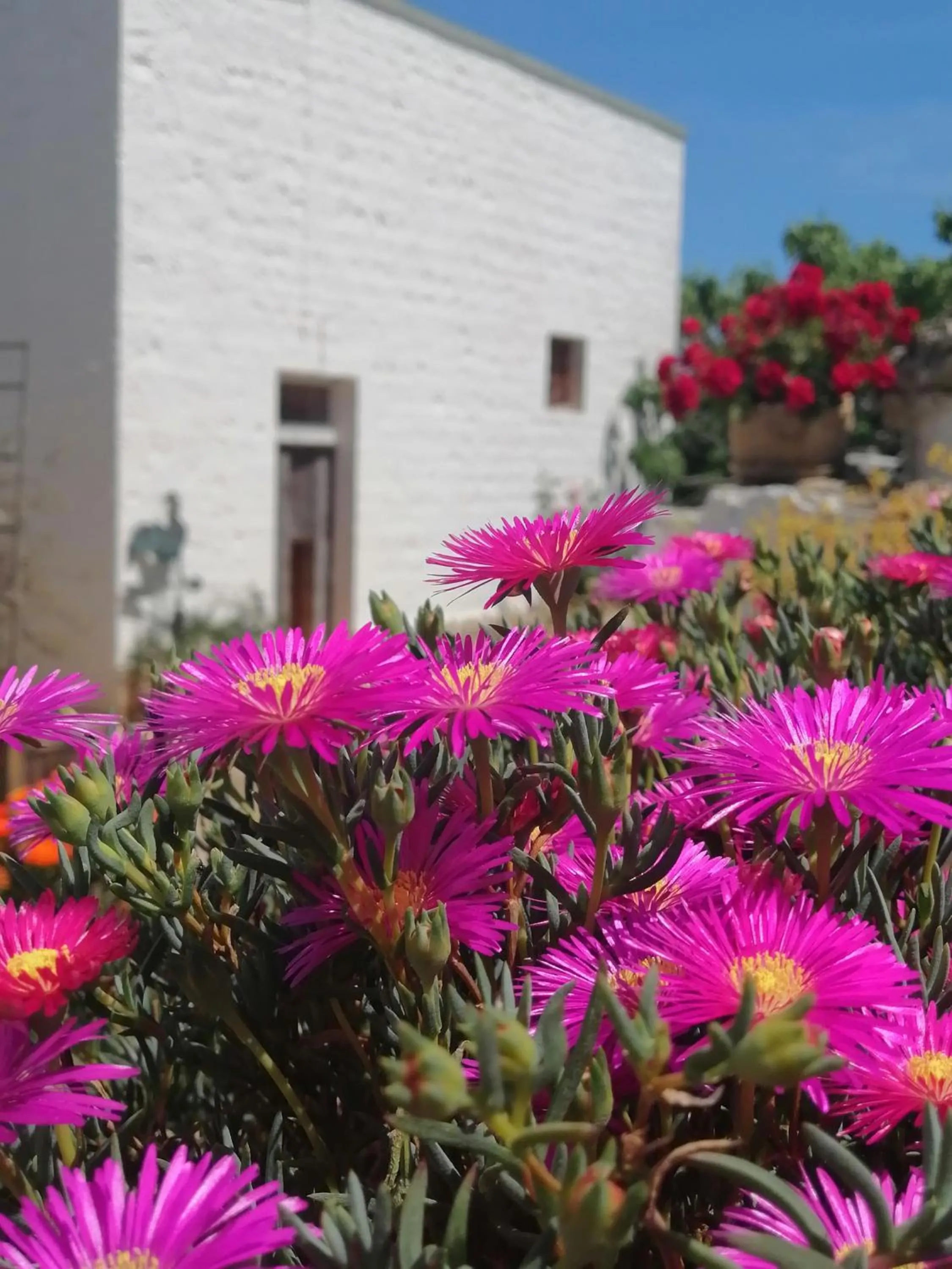 Garden view in Trulli la casa di Rosa