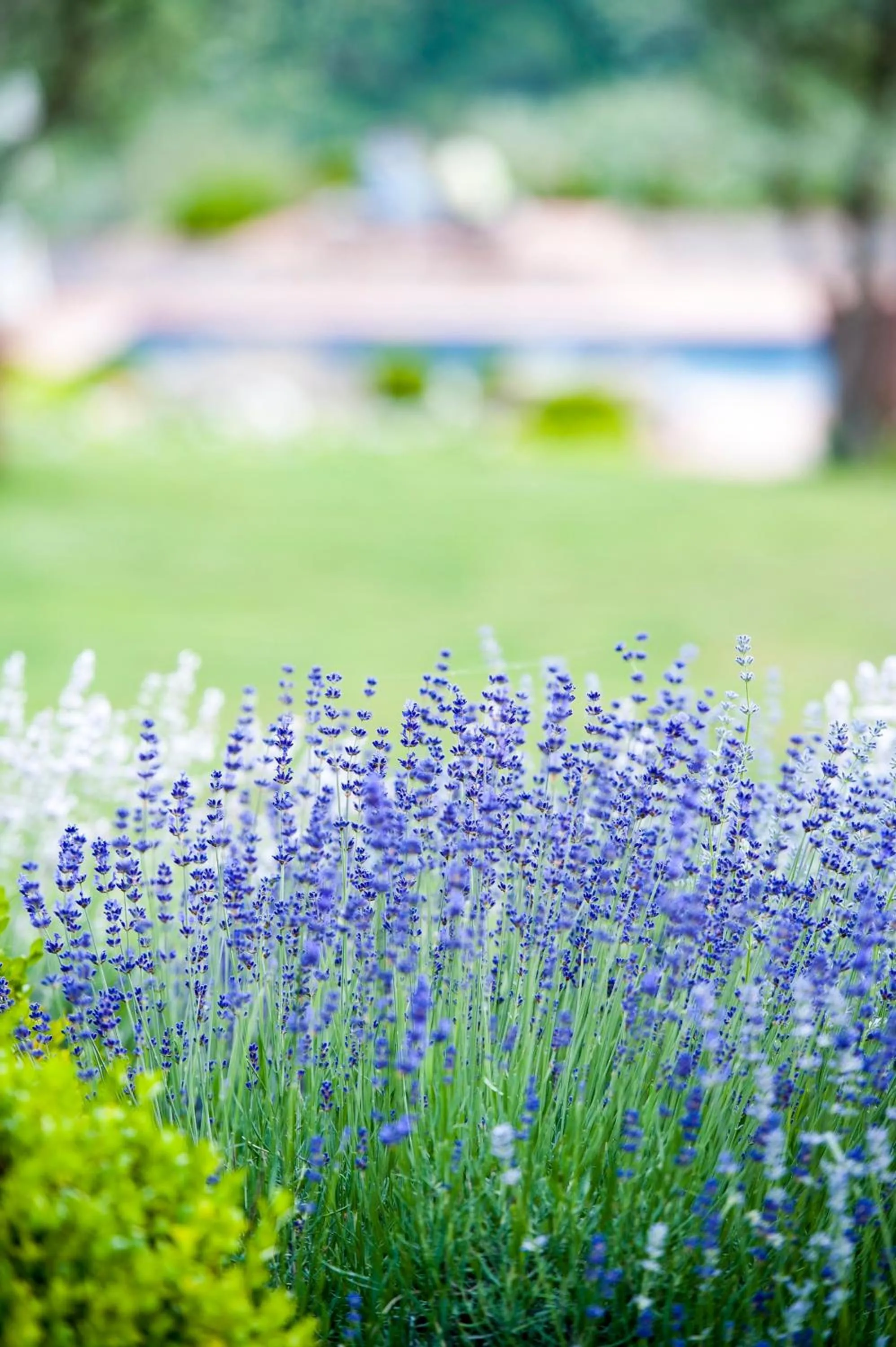 Garden view in Locanda Le Piazze