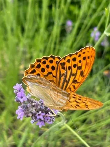 Garden in Le Couvent