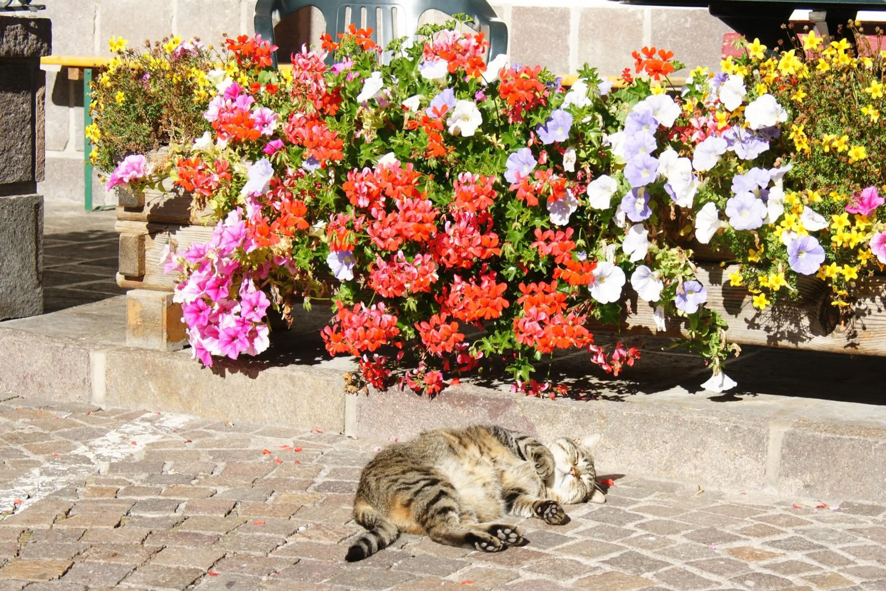 Pets in Berg Hotel Latemar Spitze