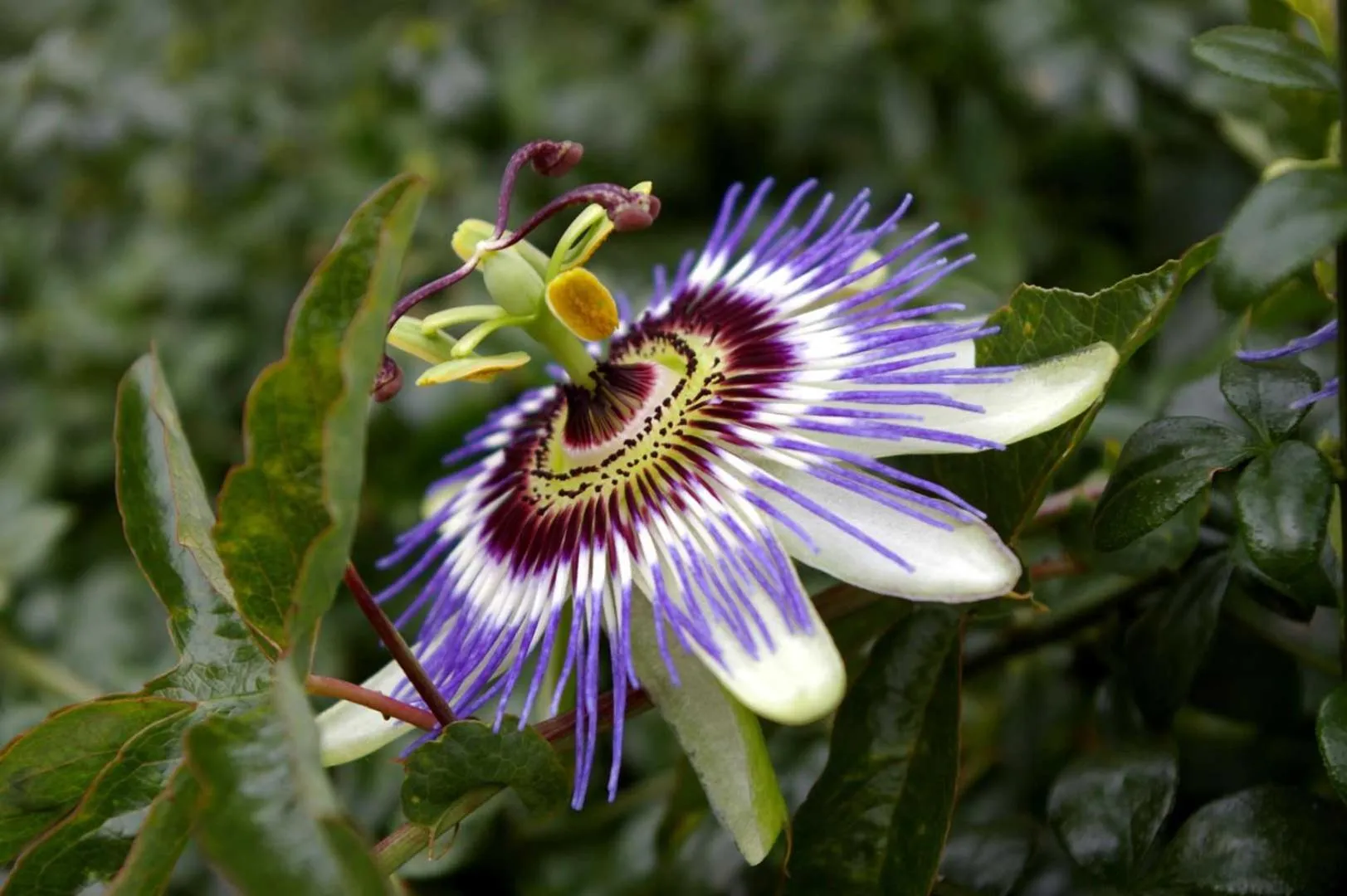 Garden in Le Colombier Bretagne