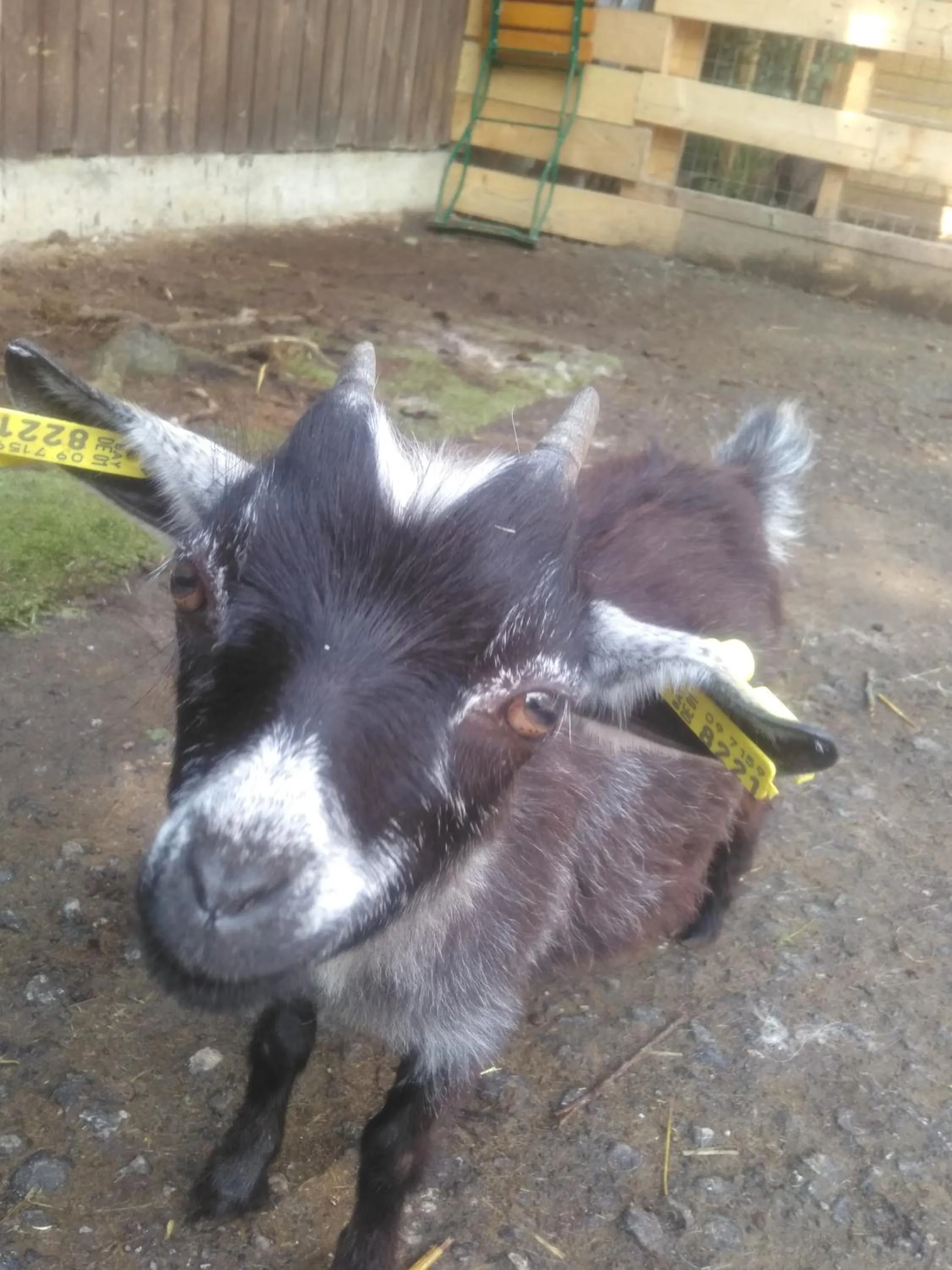 Animals in Landschloss Ernestgrün