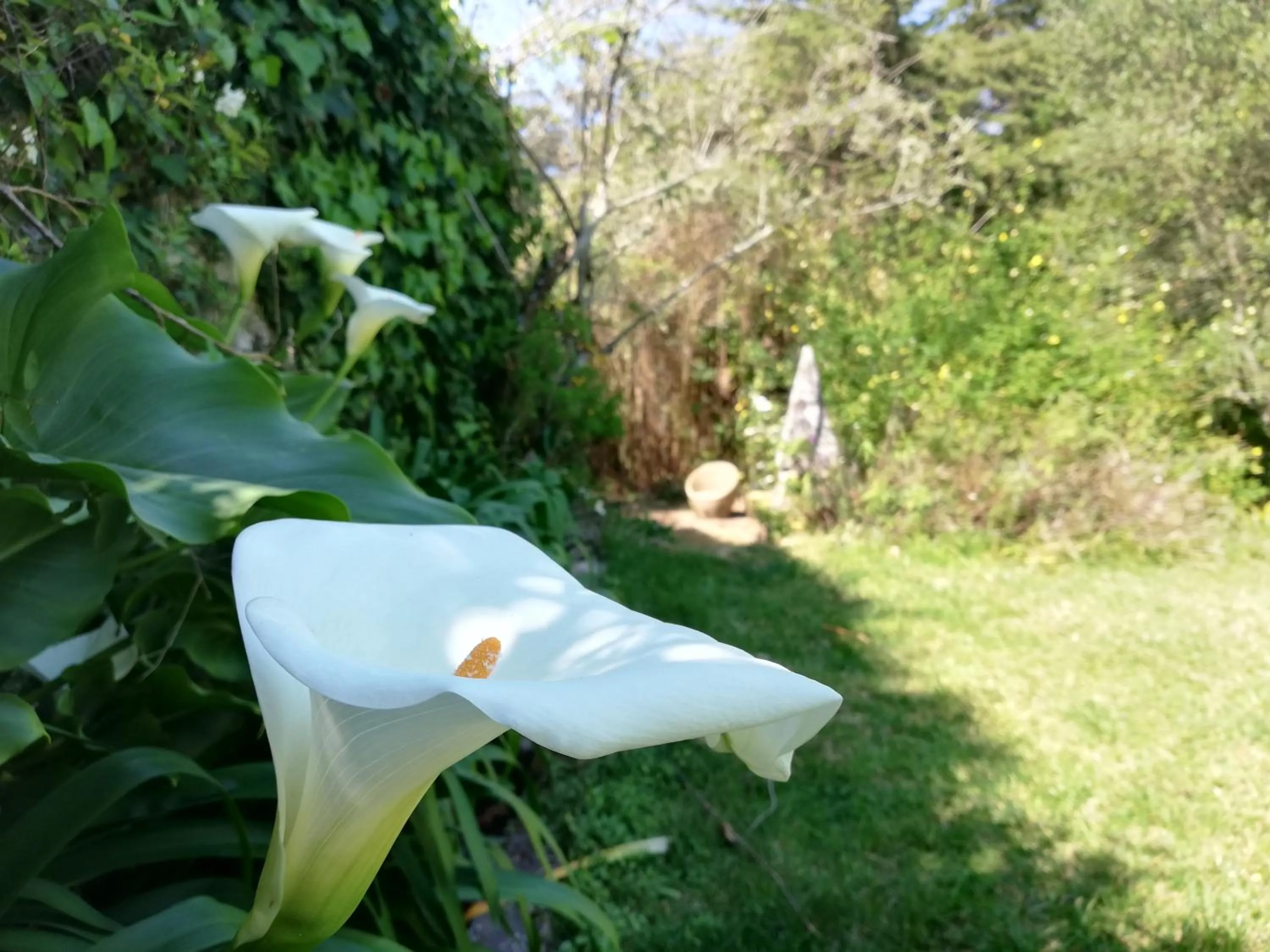 Garden in Casa Holstein Quinta de Sao Sebastiao Sintra