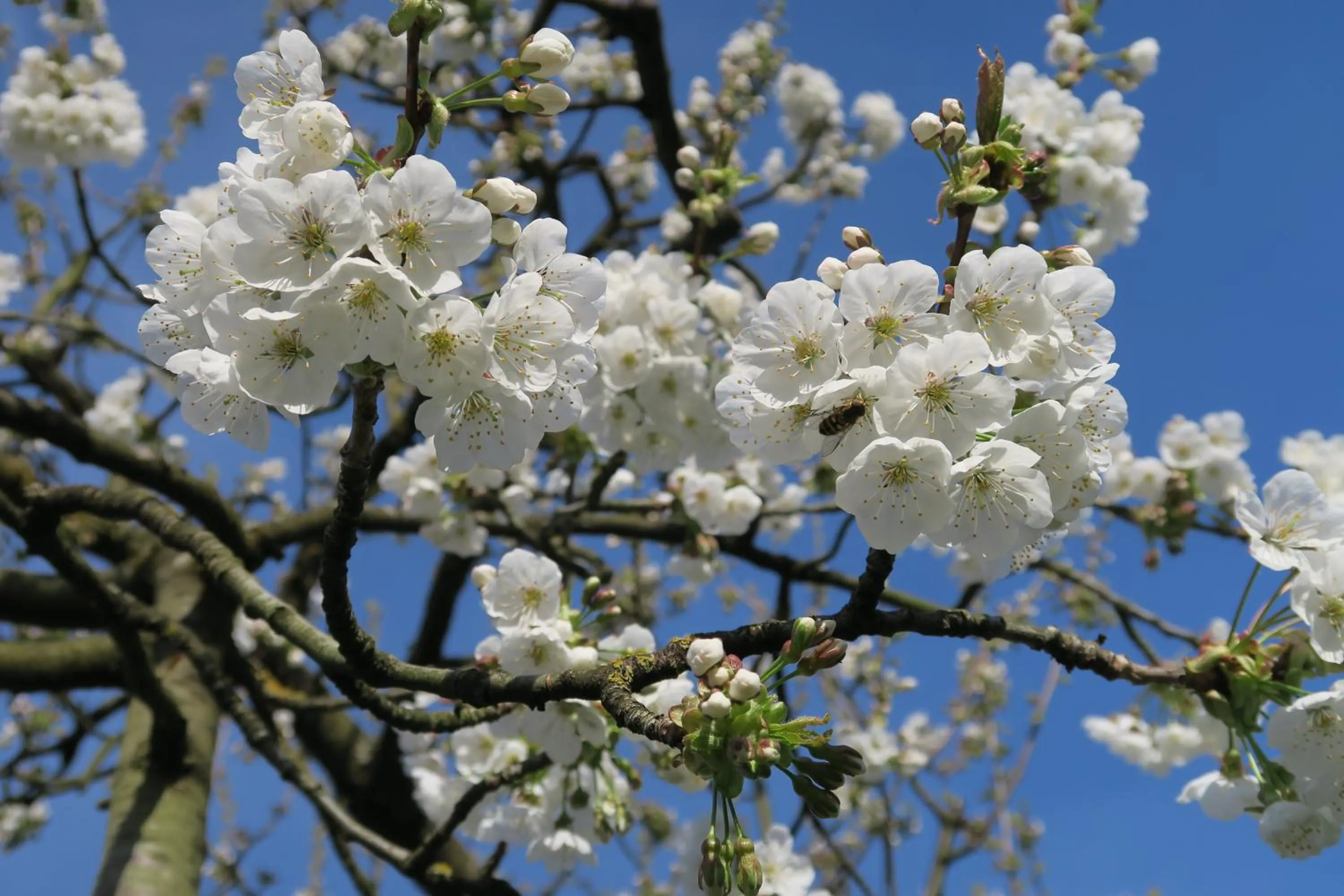 Spring in Haus am Blauenbach