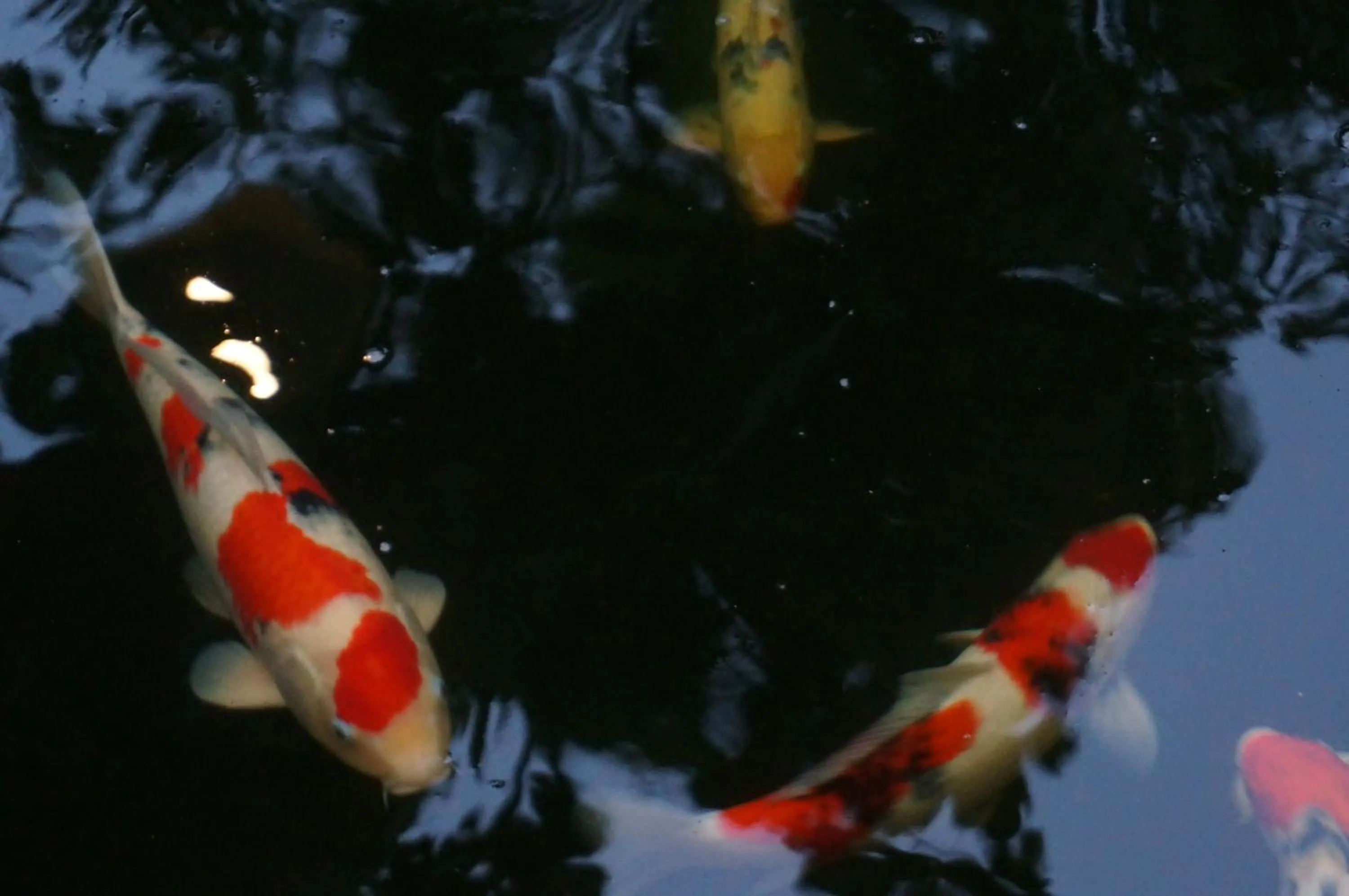 Pets in Country Lake View Hotel