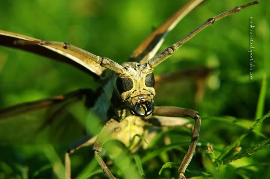 Property building in The Duyan House at Sinagtala Resort