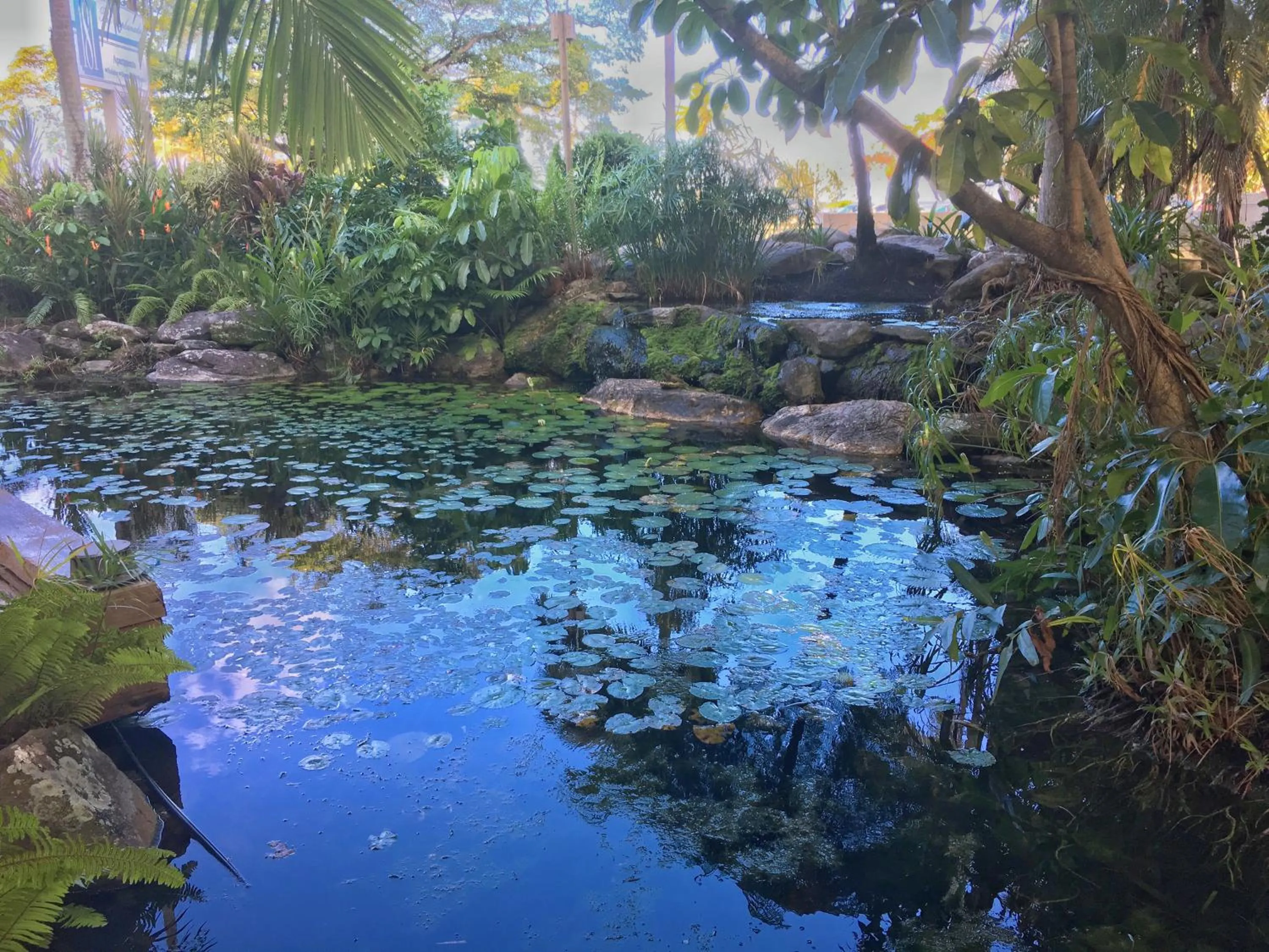 Garden view in 181 The Esplanade