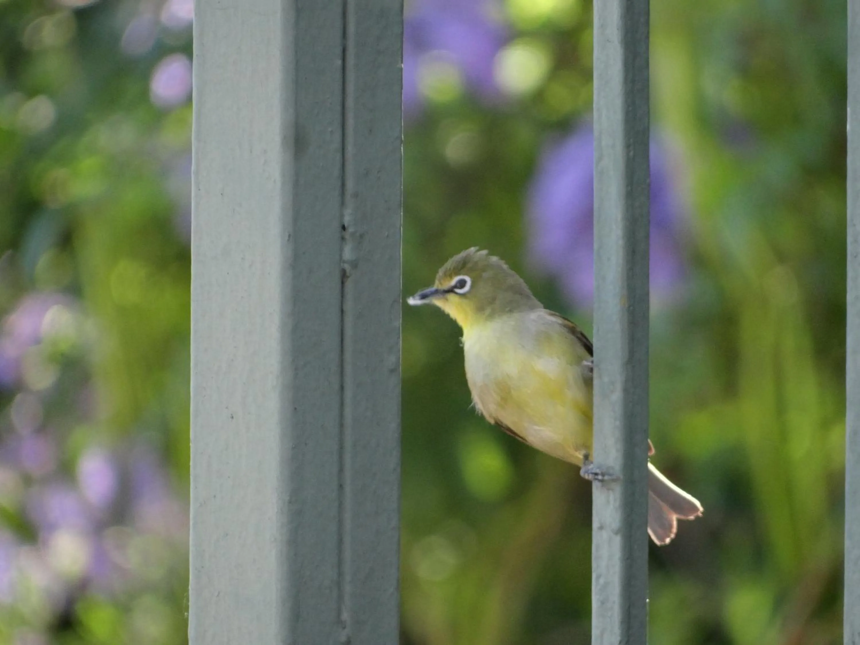 Animals in Agterplaas Guesthouse Pty Ltd