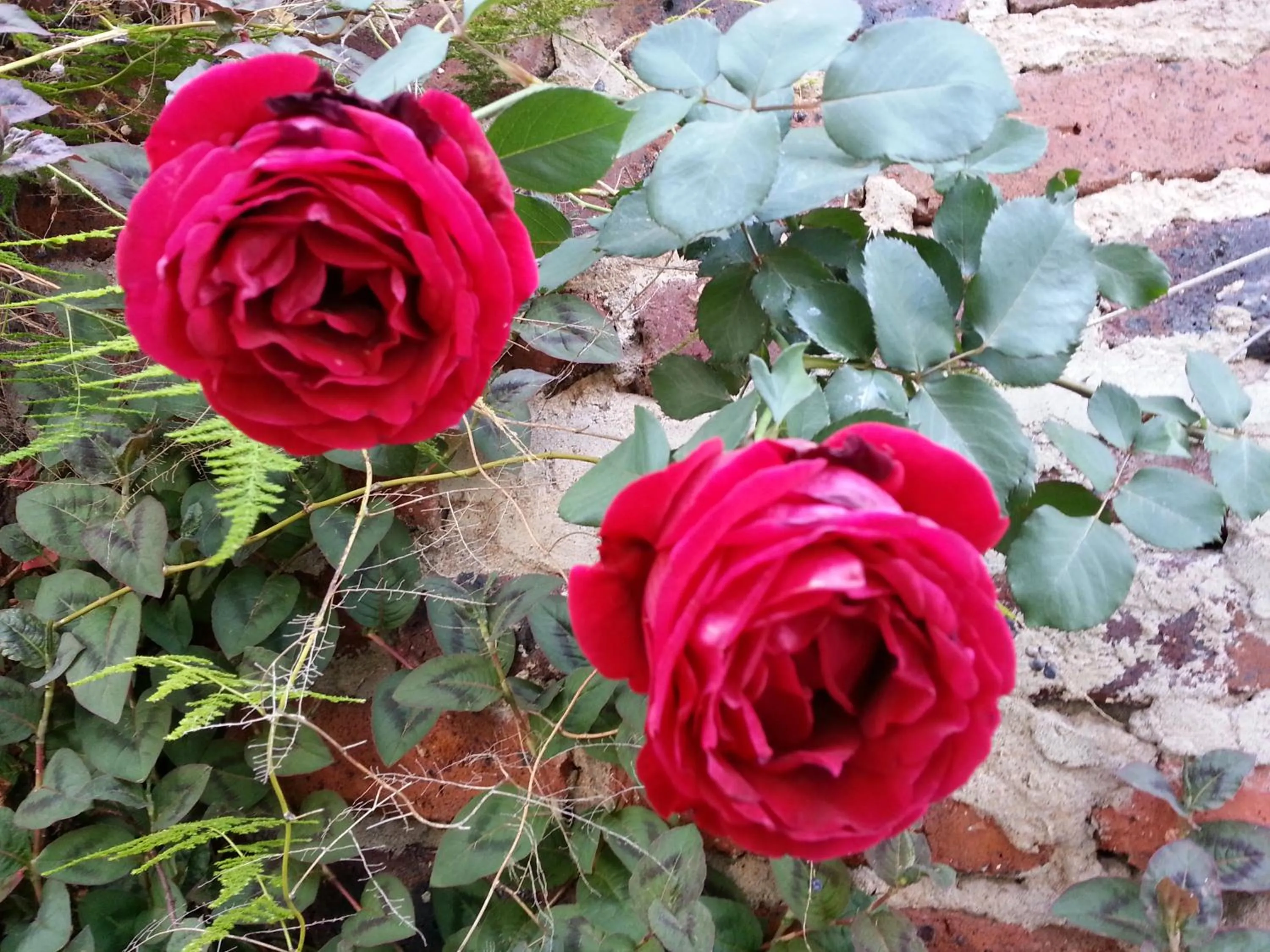 Garden in Agterplaas Guesthouse Pty Ltd