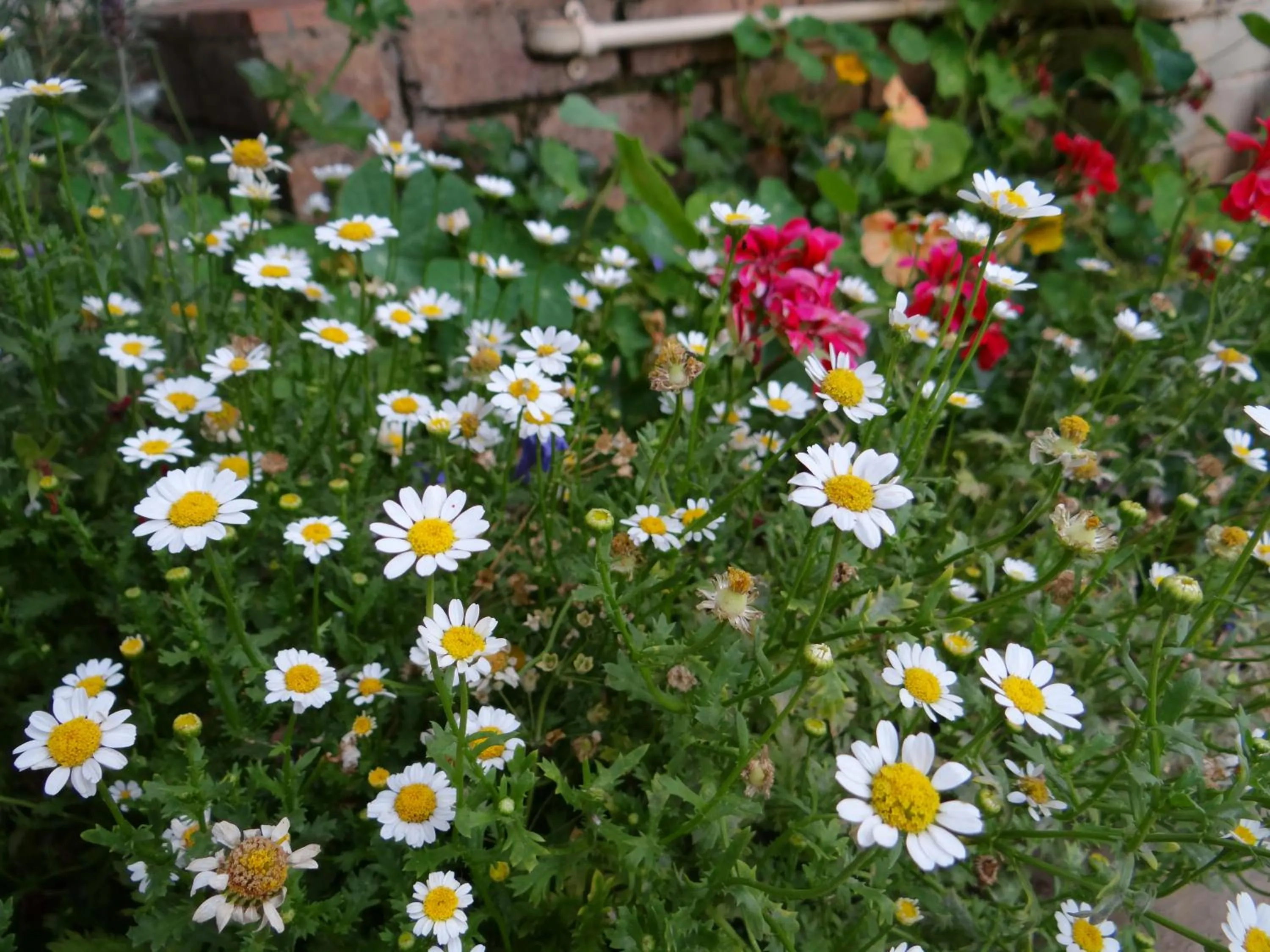 Garden in Agterplaas Guesthouse Pty Ltd