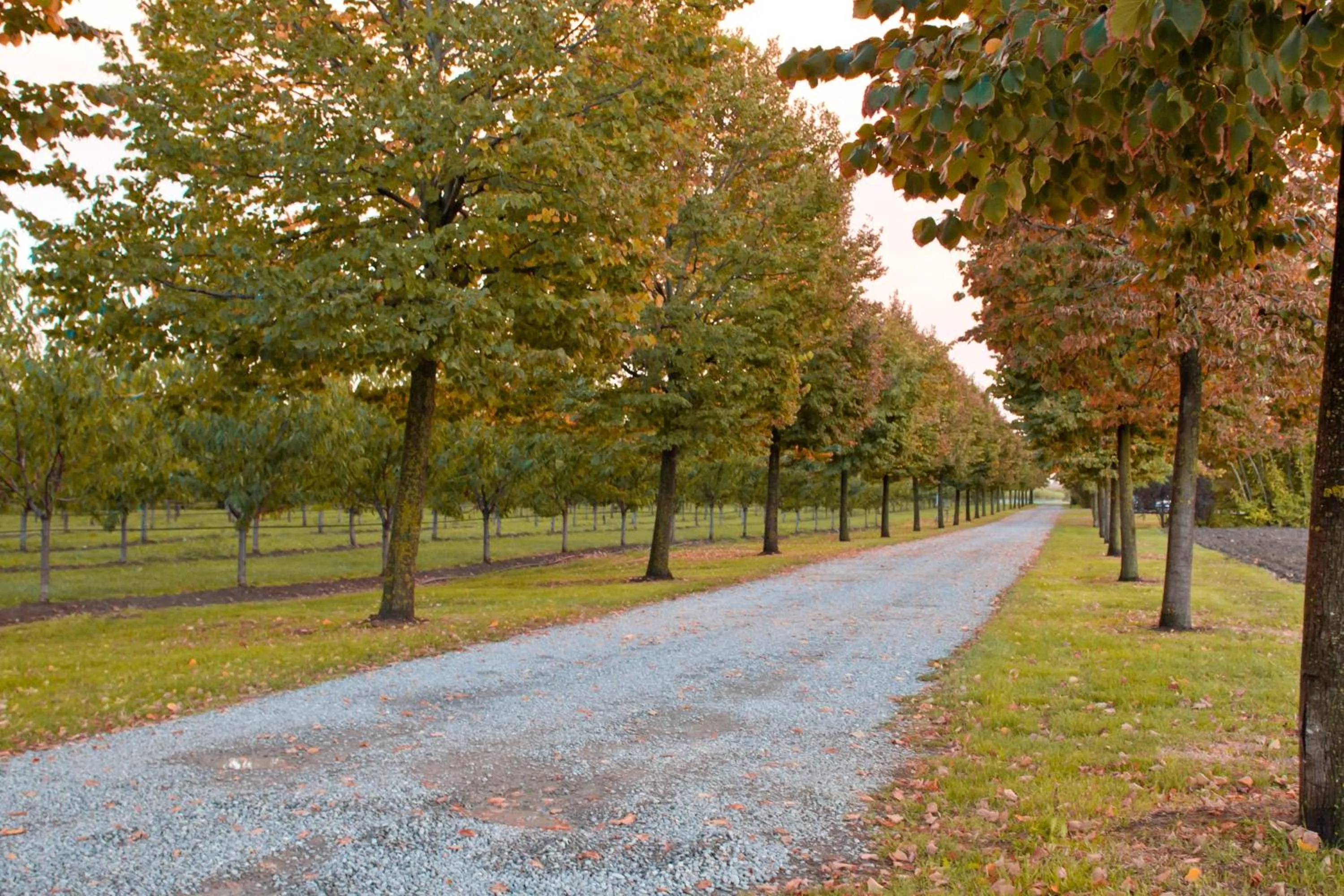 View (from property/room) in Agriturismo La Lupa