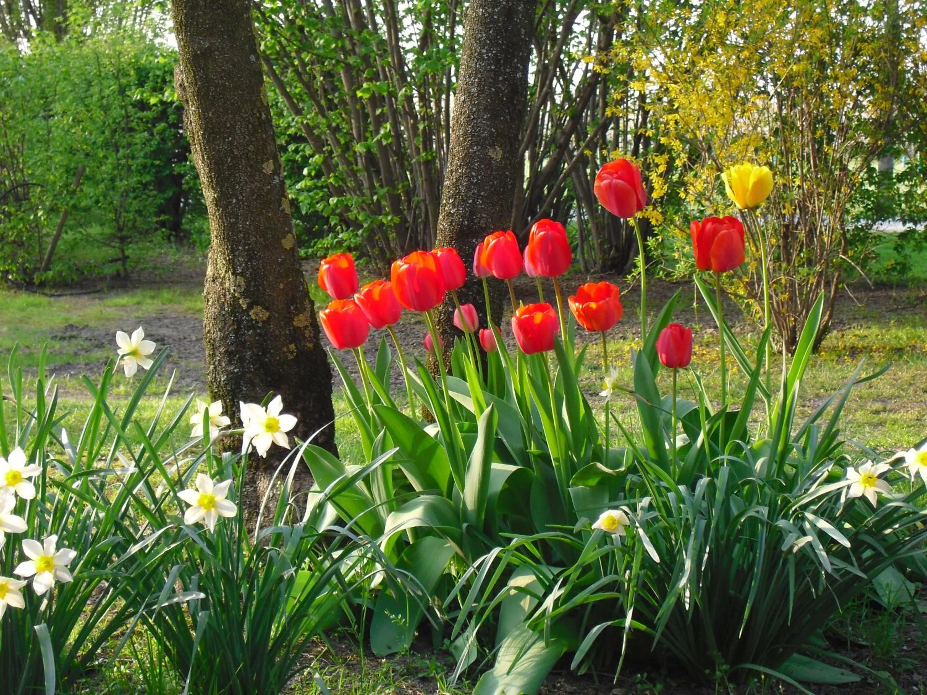 Garden in Agriturismo La Lupa