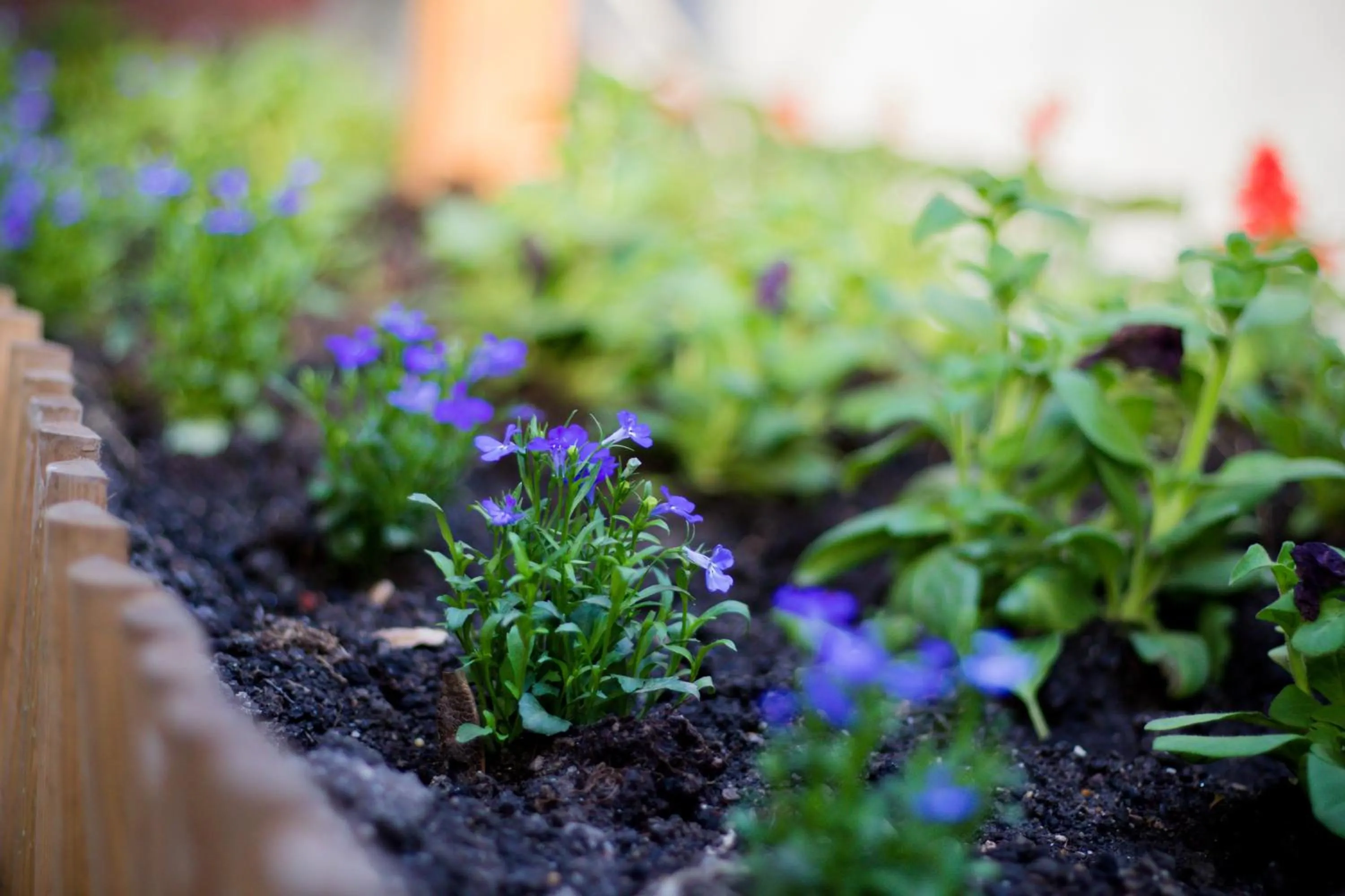 Garden in Gasthof Sara