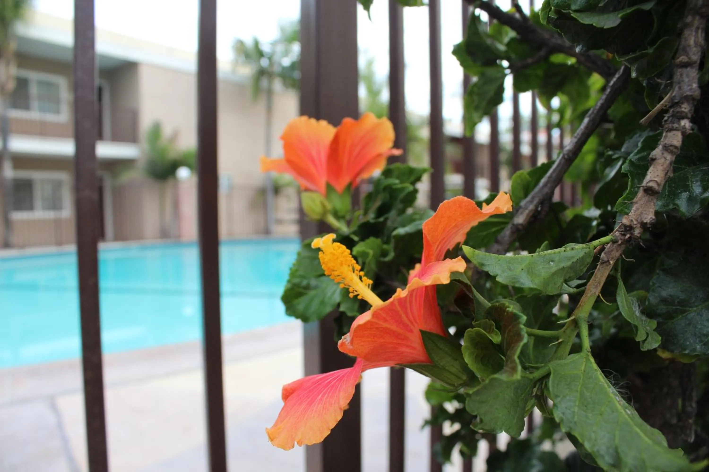 Day in Budget Inn Anaheim near Disneyland Drive