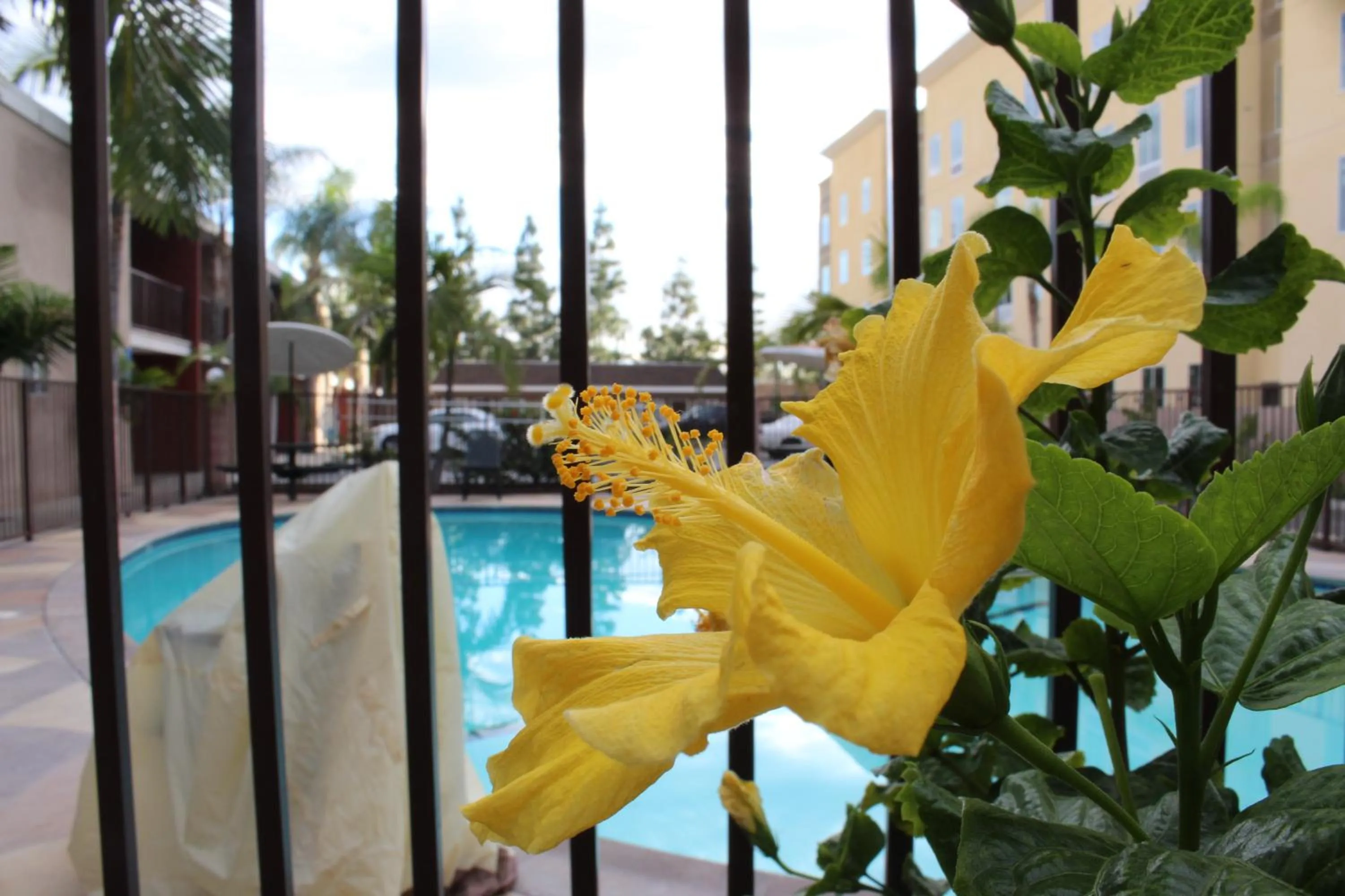 Day in Budget Inn Anaheim near Disneyland Drive