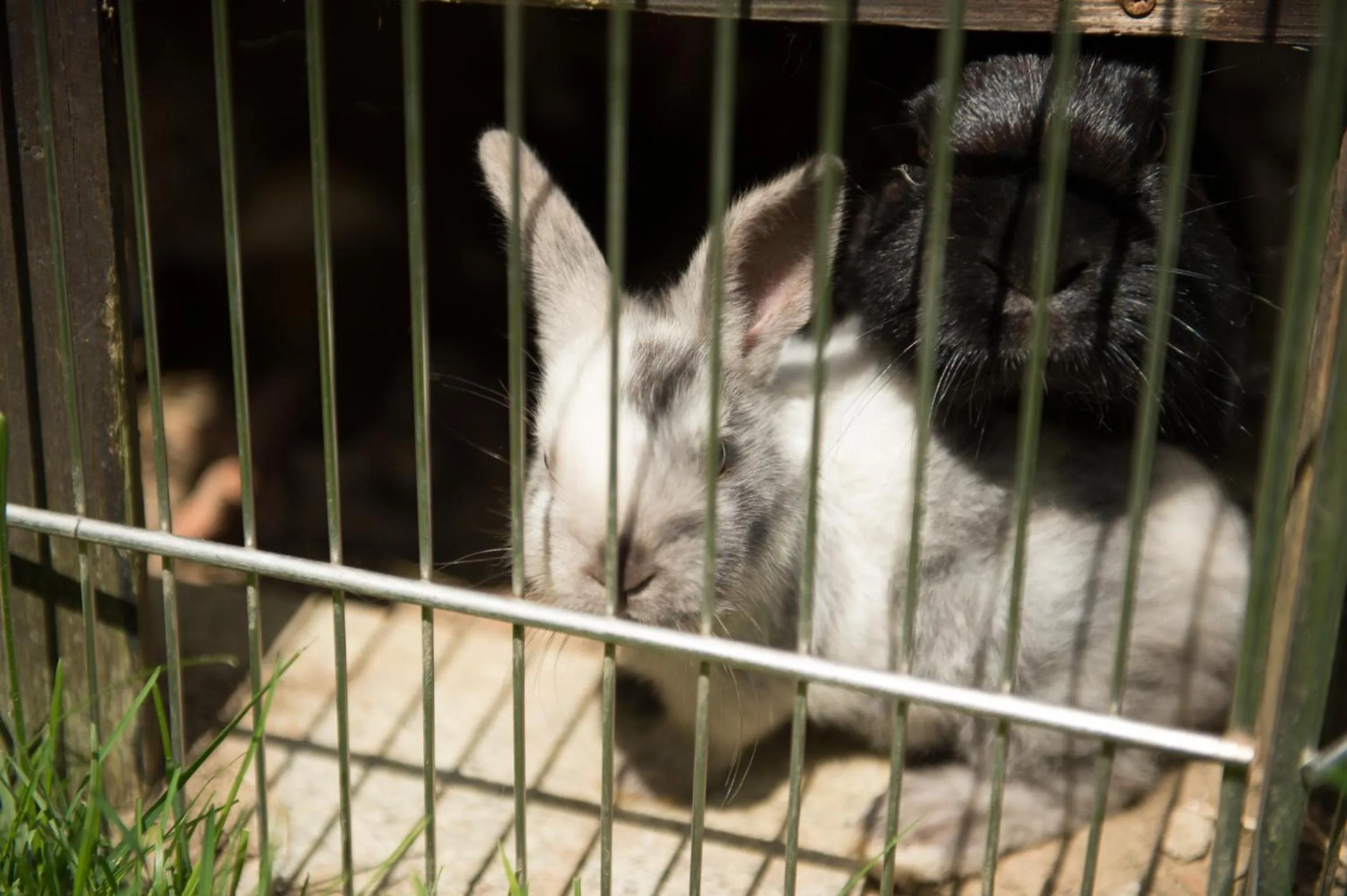 Pets in Pension Irlingerhof