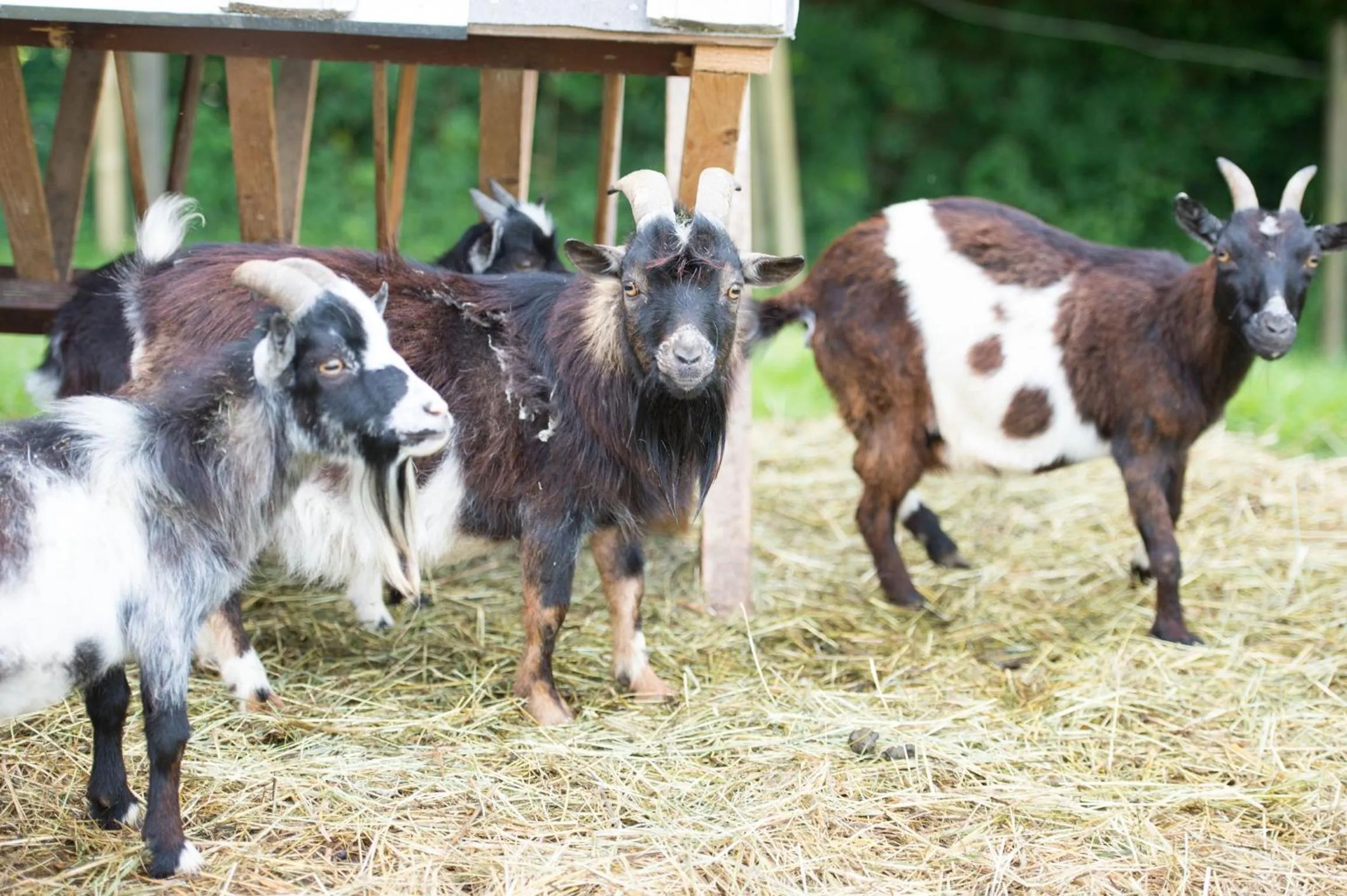 Pets in Pension Irlingerhof