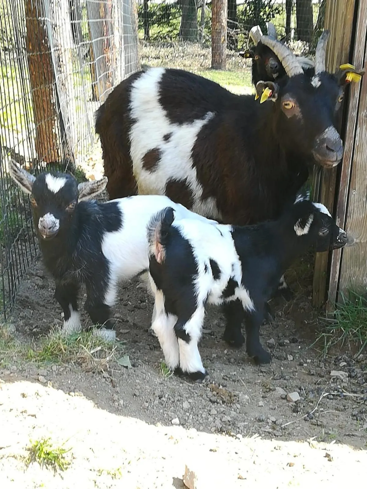 Animals in Pension Irlingerhof