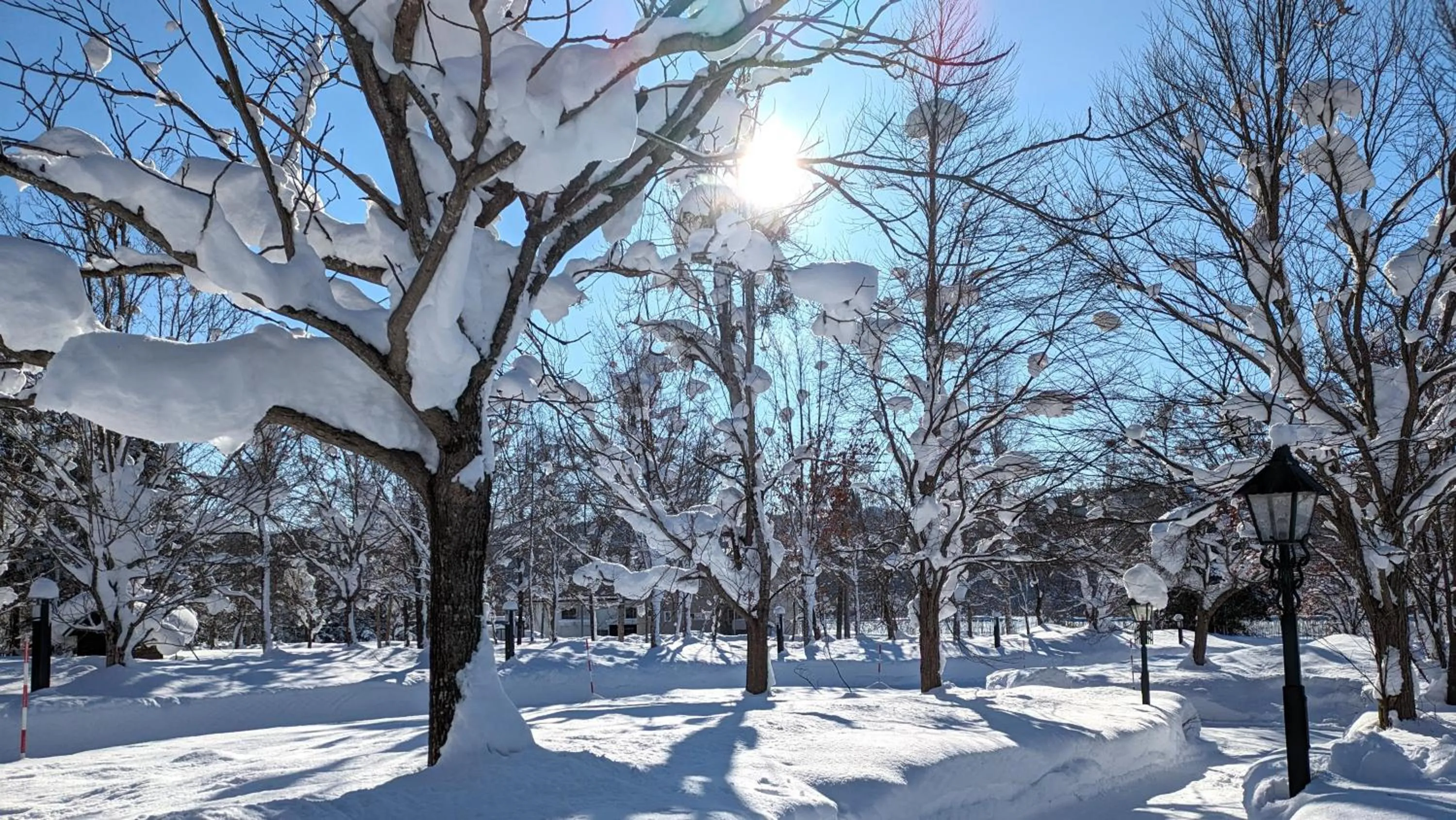Log Hotel The Maple Lodge