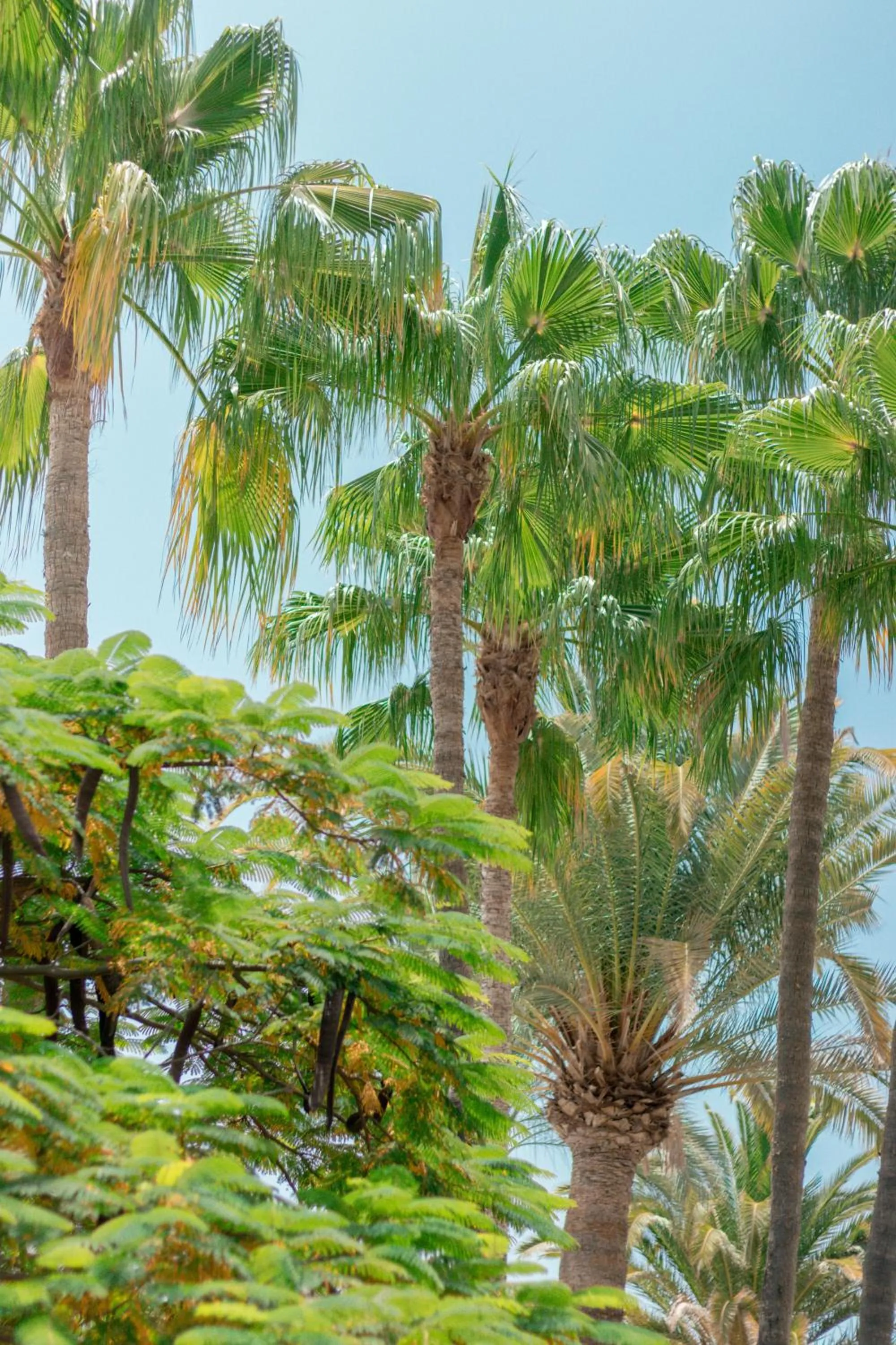 Garden in Apartamentos El Palmar