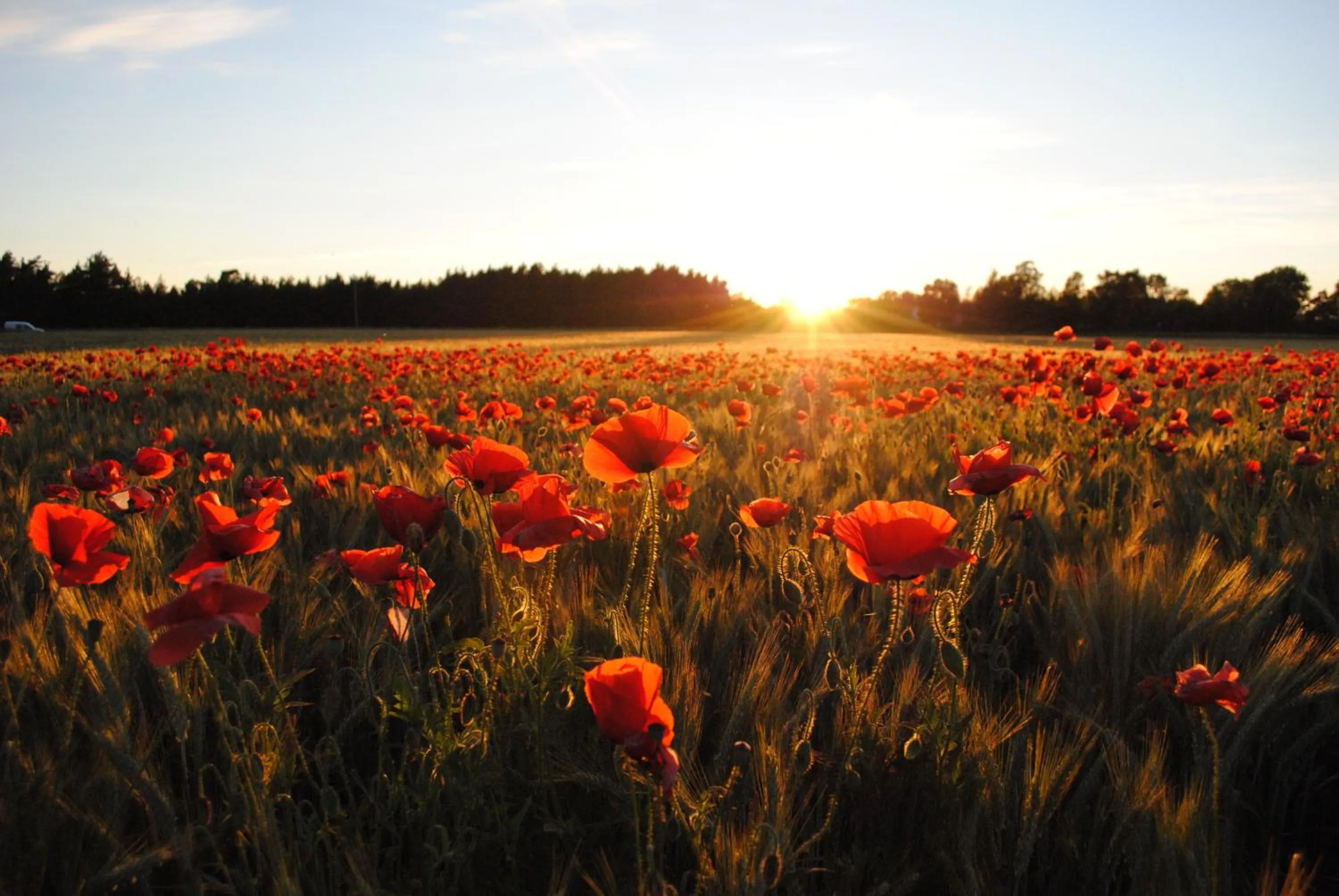 Area and facilities in Visby Logi & Vandrarhem