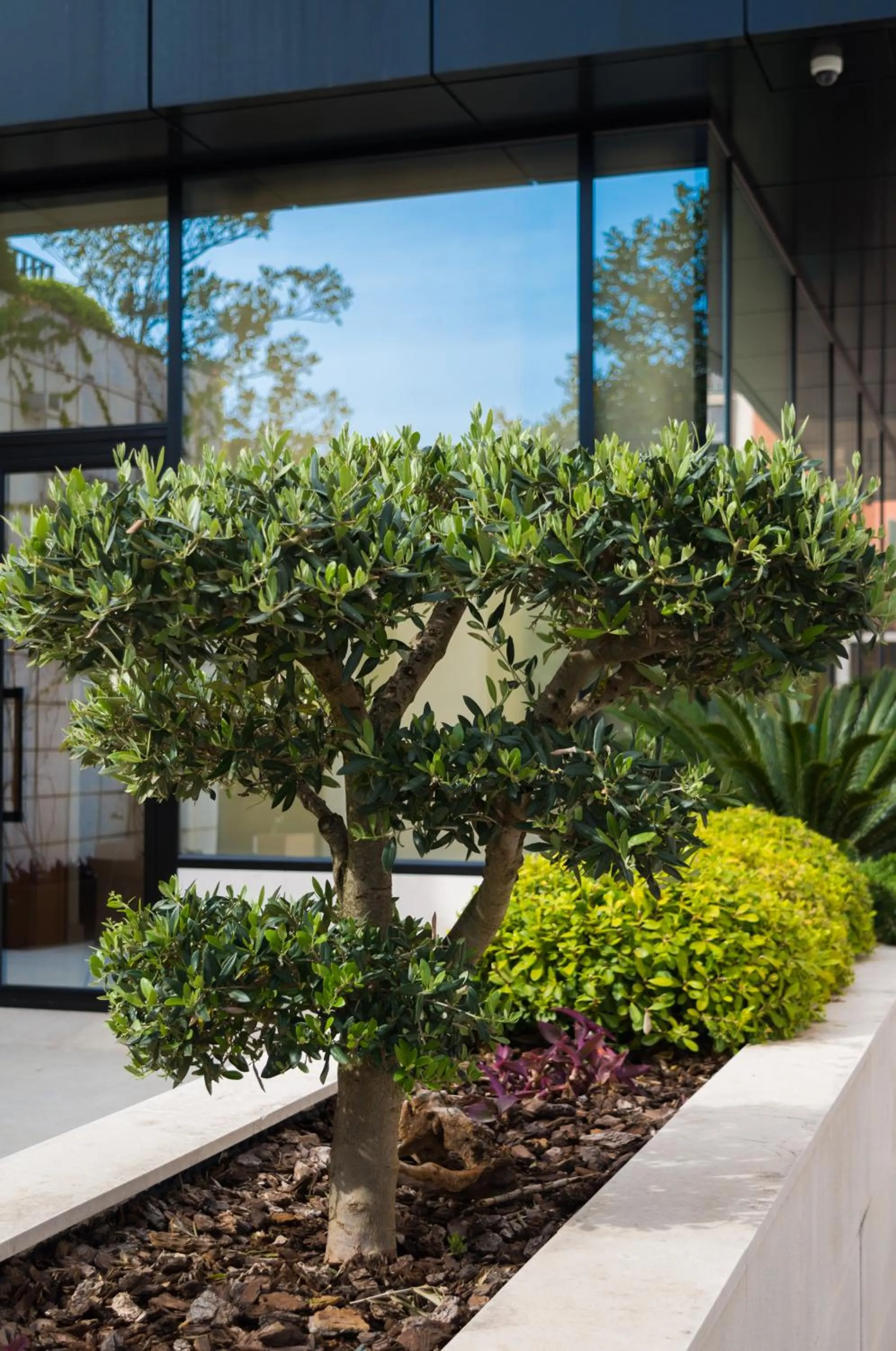 Garden in Hotel Admiral