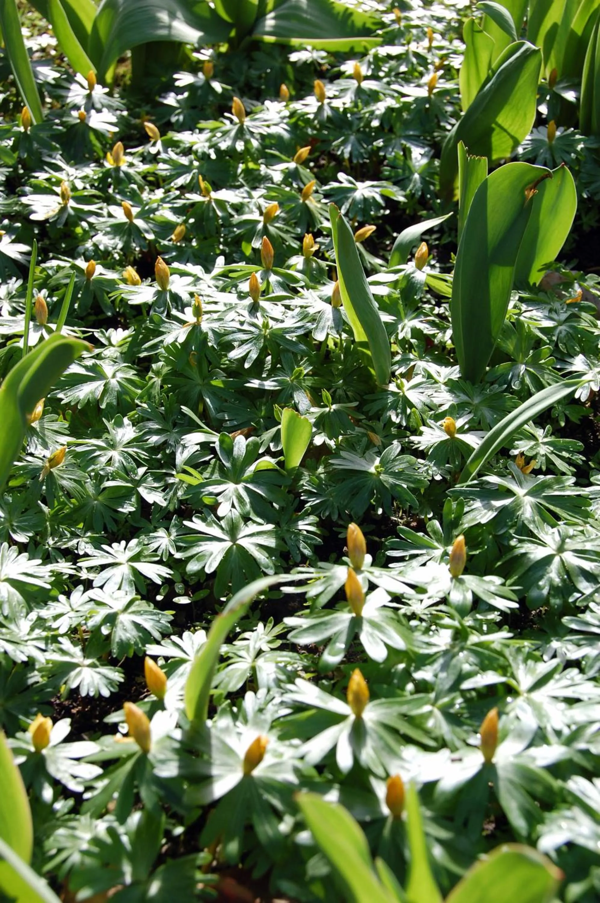Garden in Hôtel de l'ours