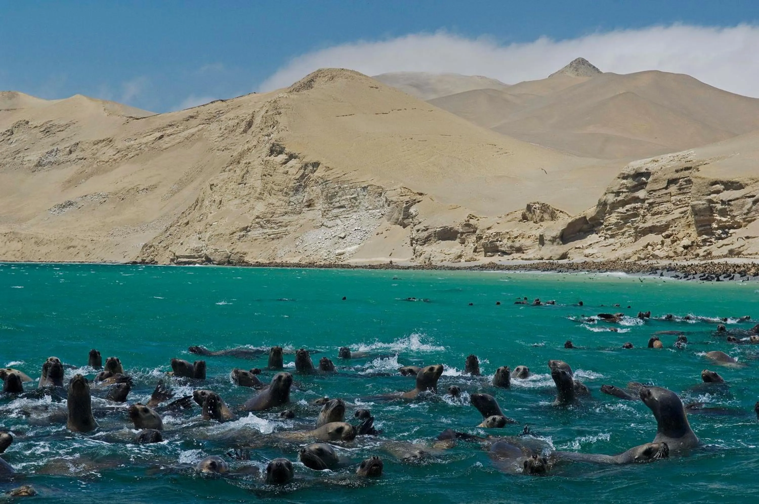 Animals in La Hacienda Bahia Paracas