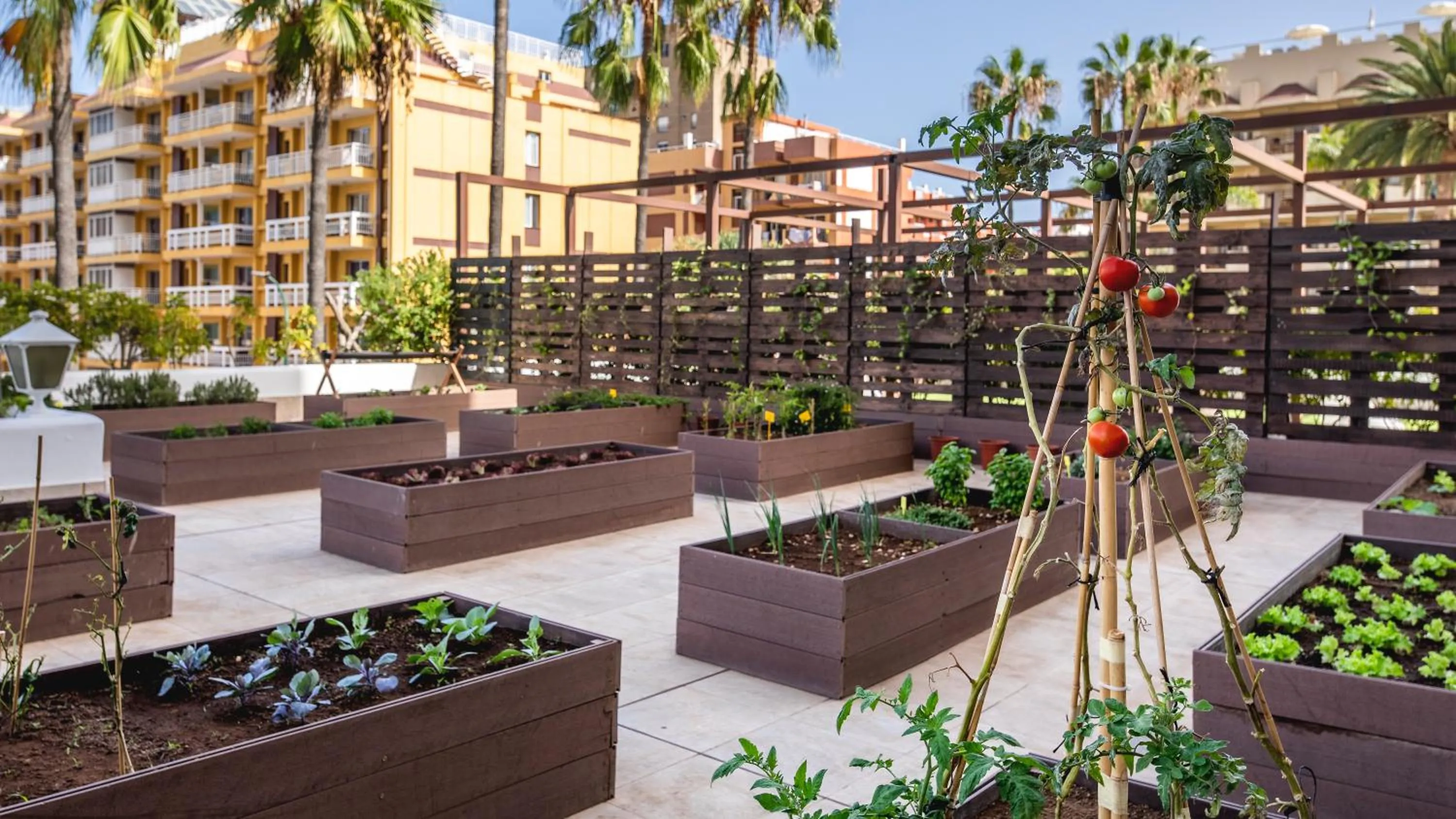 Patio in Be Live Adults Only Tenerife