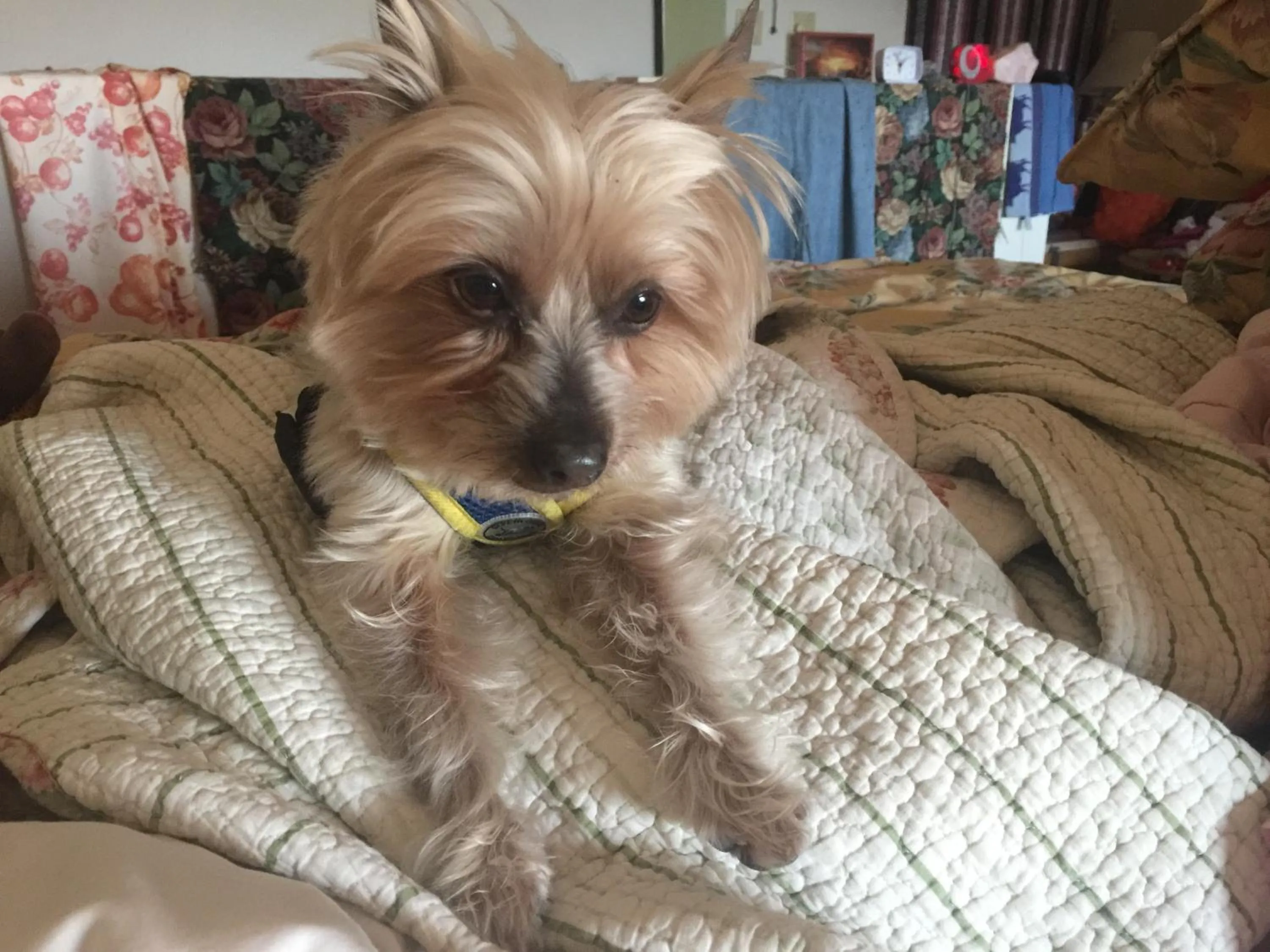 Pets in Spur Cross Inn