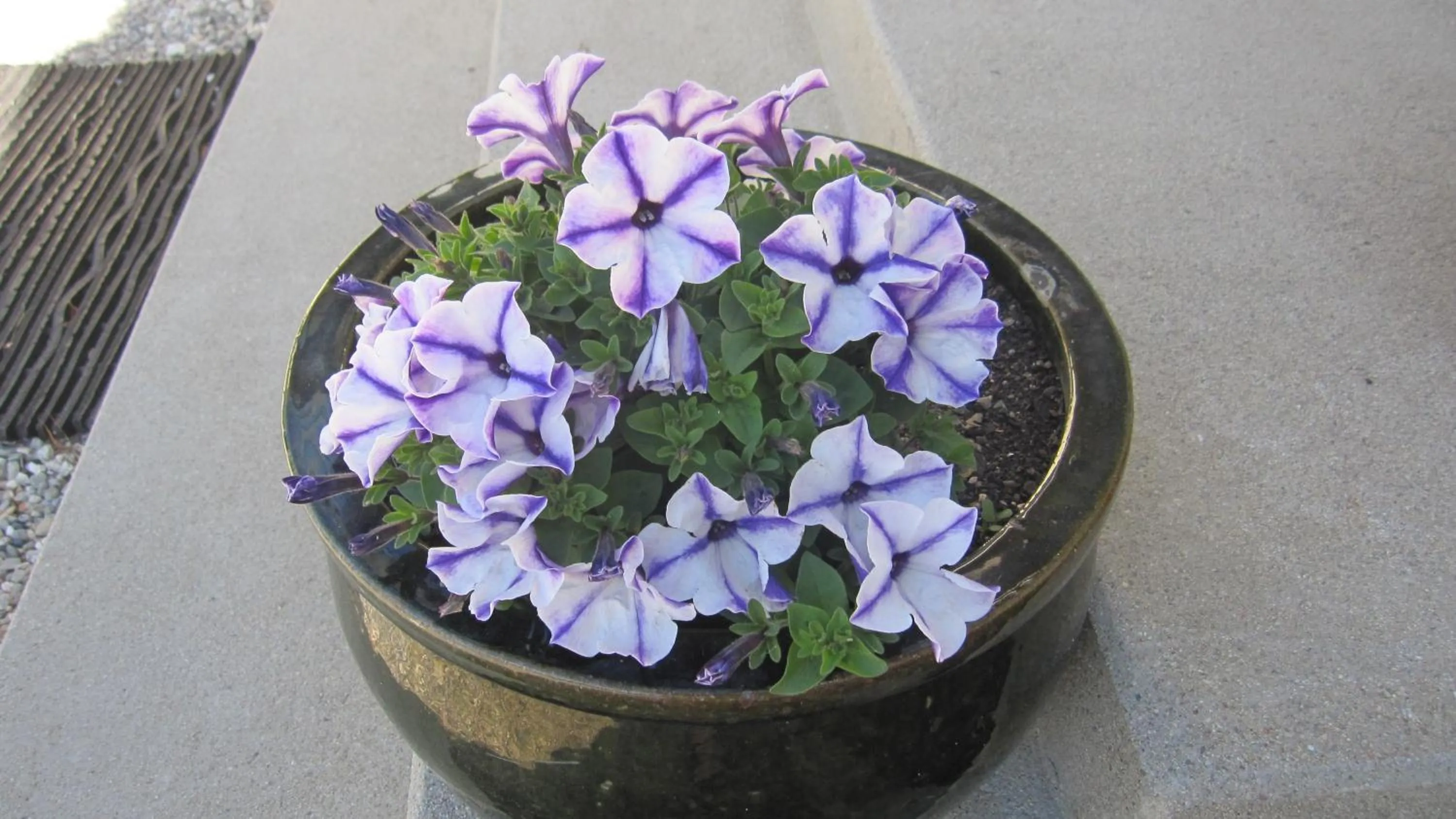 Garden in Cromwell Motel