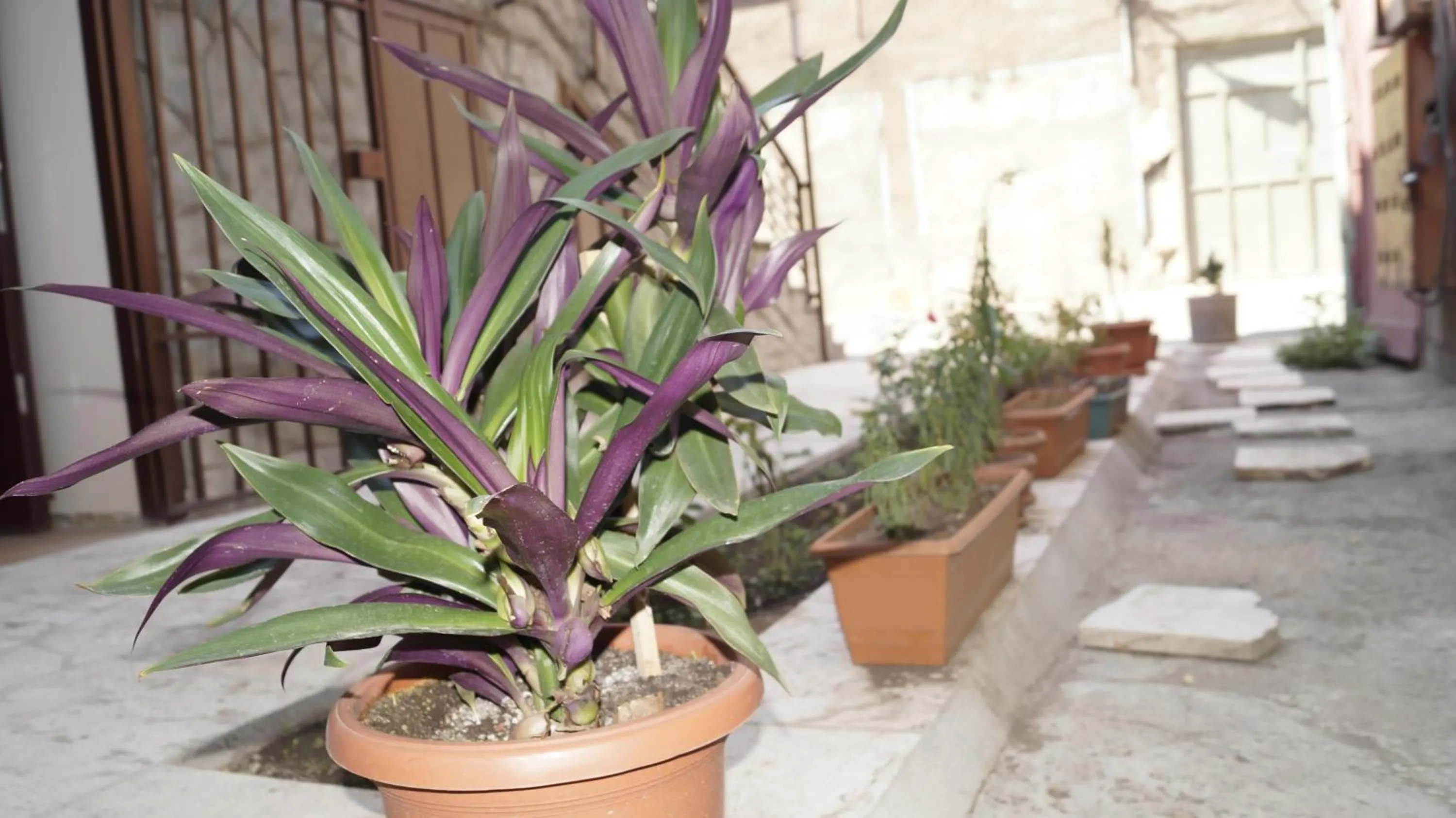 Garden in Komitas Avenue Guest House