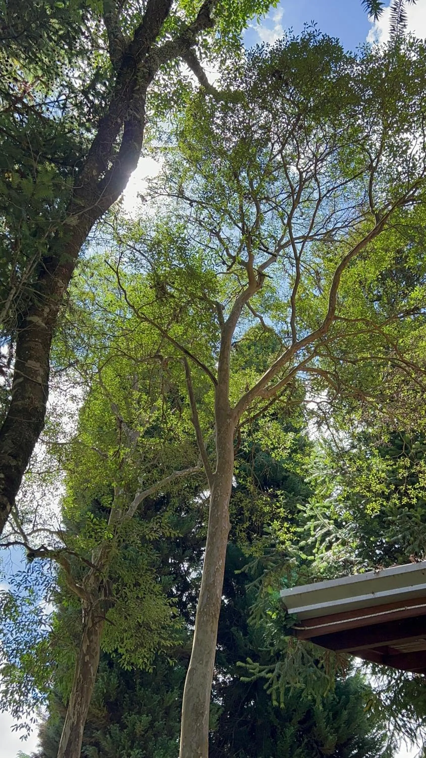 Garden in Chalés ANECUEM