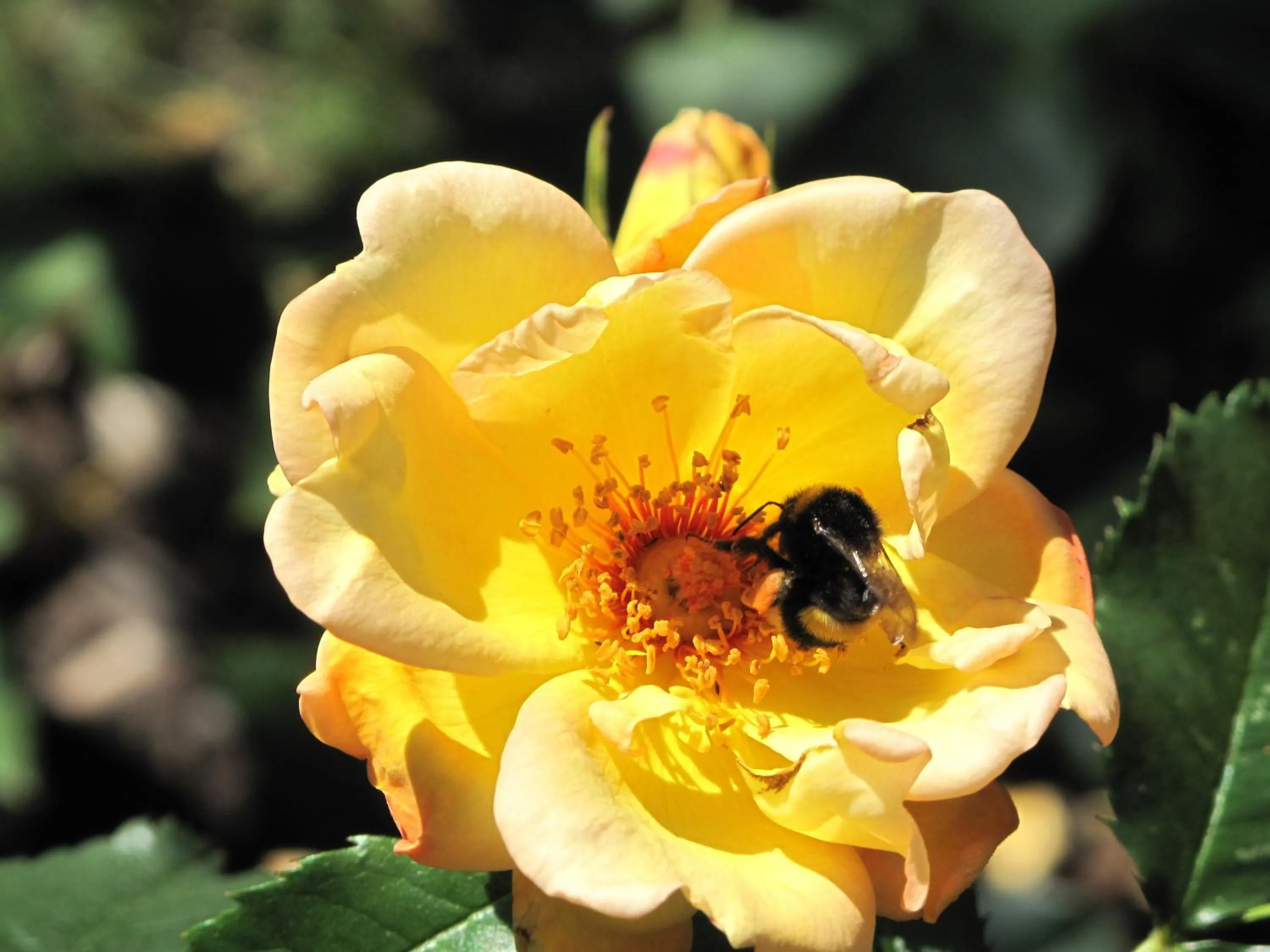 Hotell Turistgården i Simrishamn