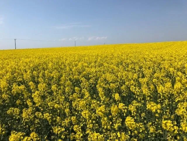 Natural landscape in Hotell Turistgården i Simrishamn