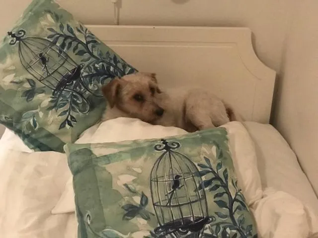 Pets, Bed in Hotell Turistgården i Simrishamn