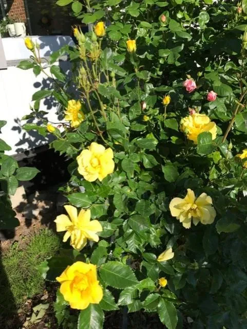 On site in Hotell Turistgården i Simrishamn