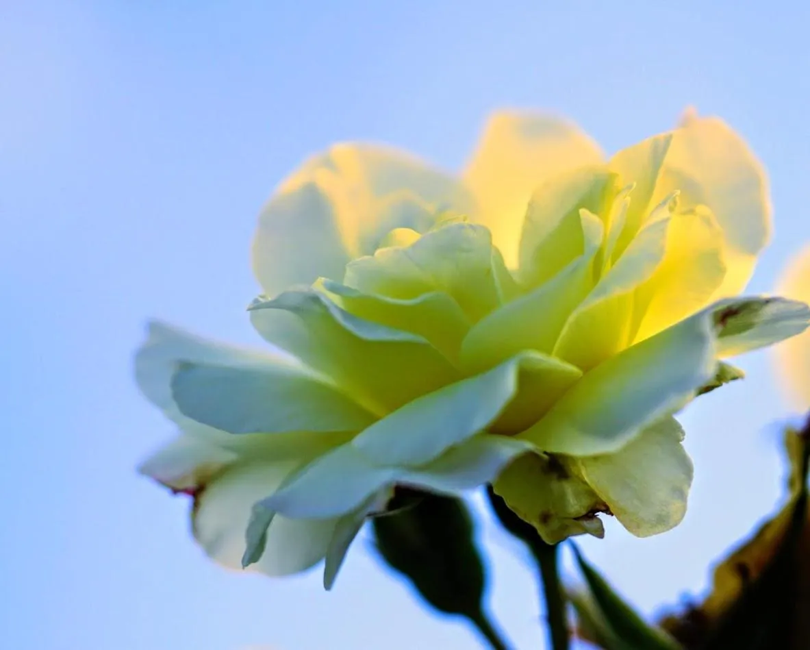 Garden in Hotell Turistgården i Simrishamn