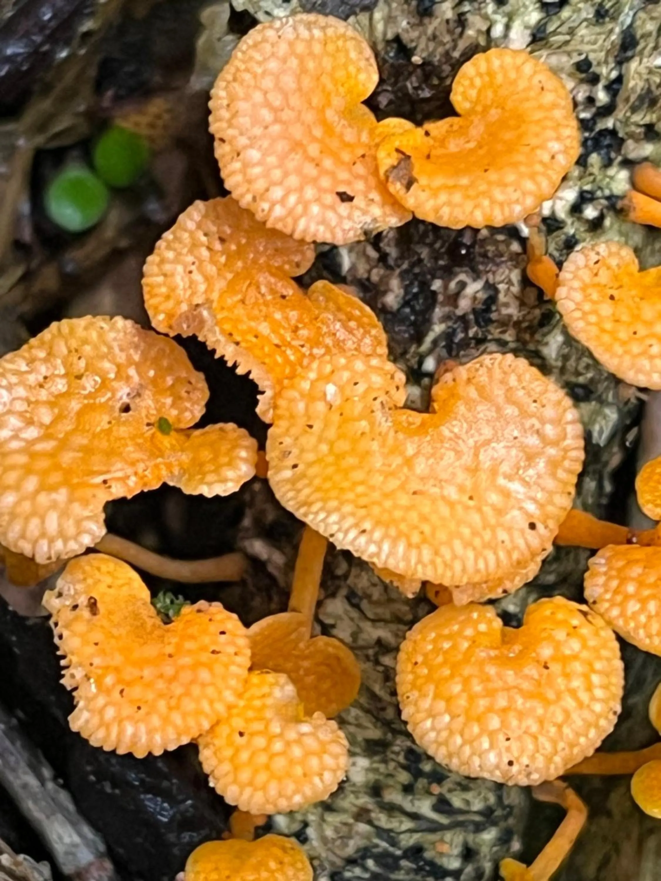 Natural landscape in Oldfields