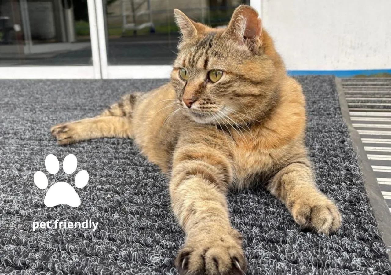 Pets in Bakkara Hotel