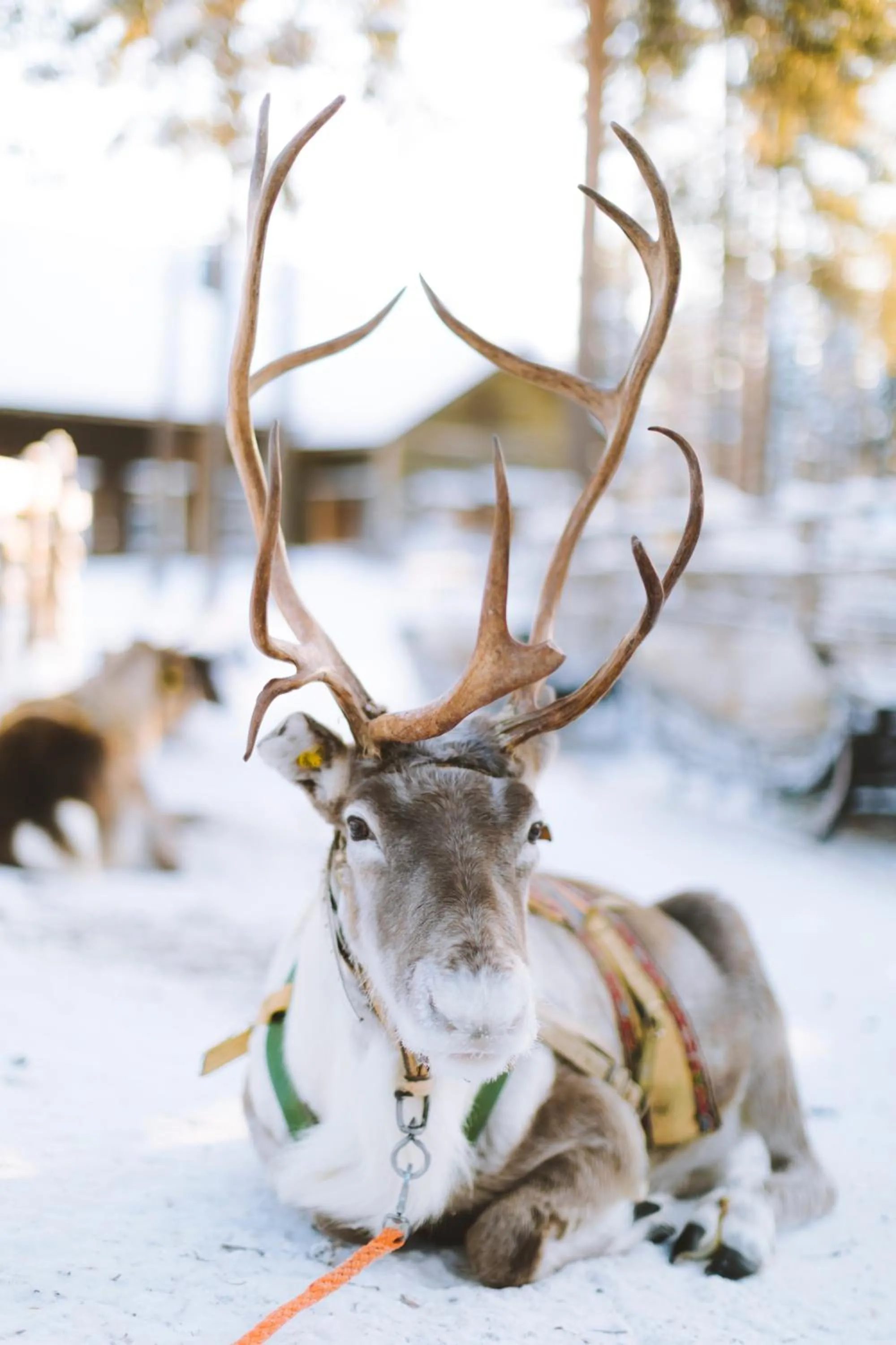 Day in Reindeer Manor Levi