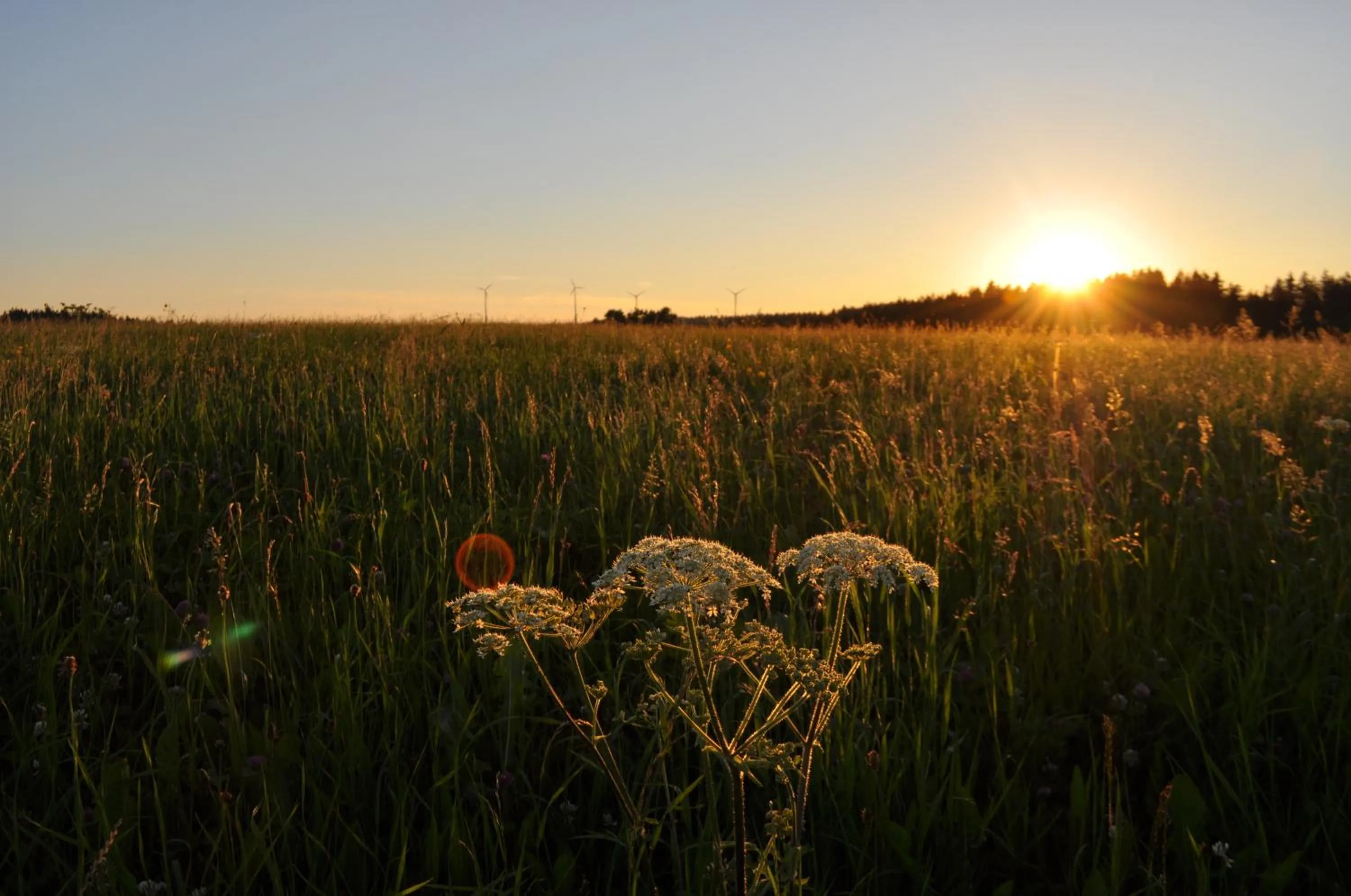 Natural landscape in Gasthaus Adler Fohrenbühl