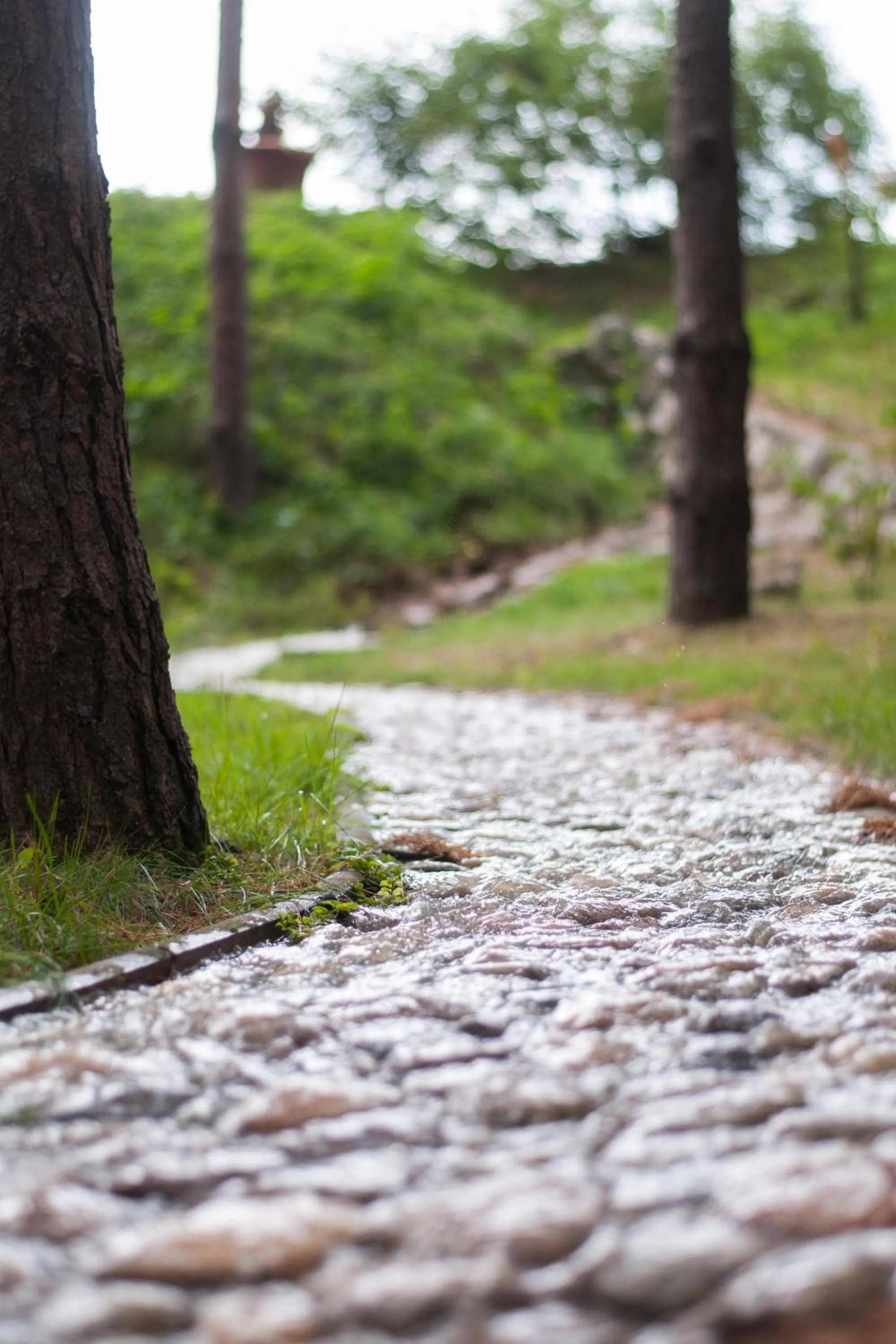 Garden in Gosztola Gyöngye-az erdő szállodája