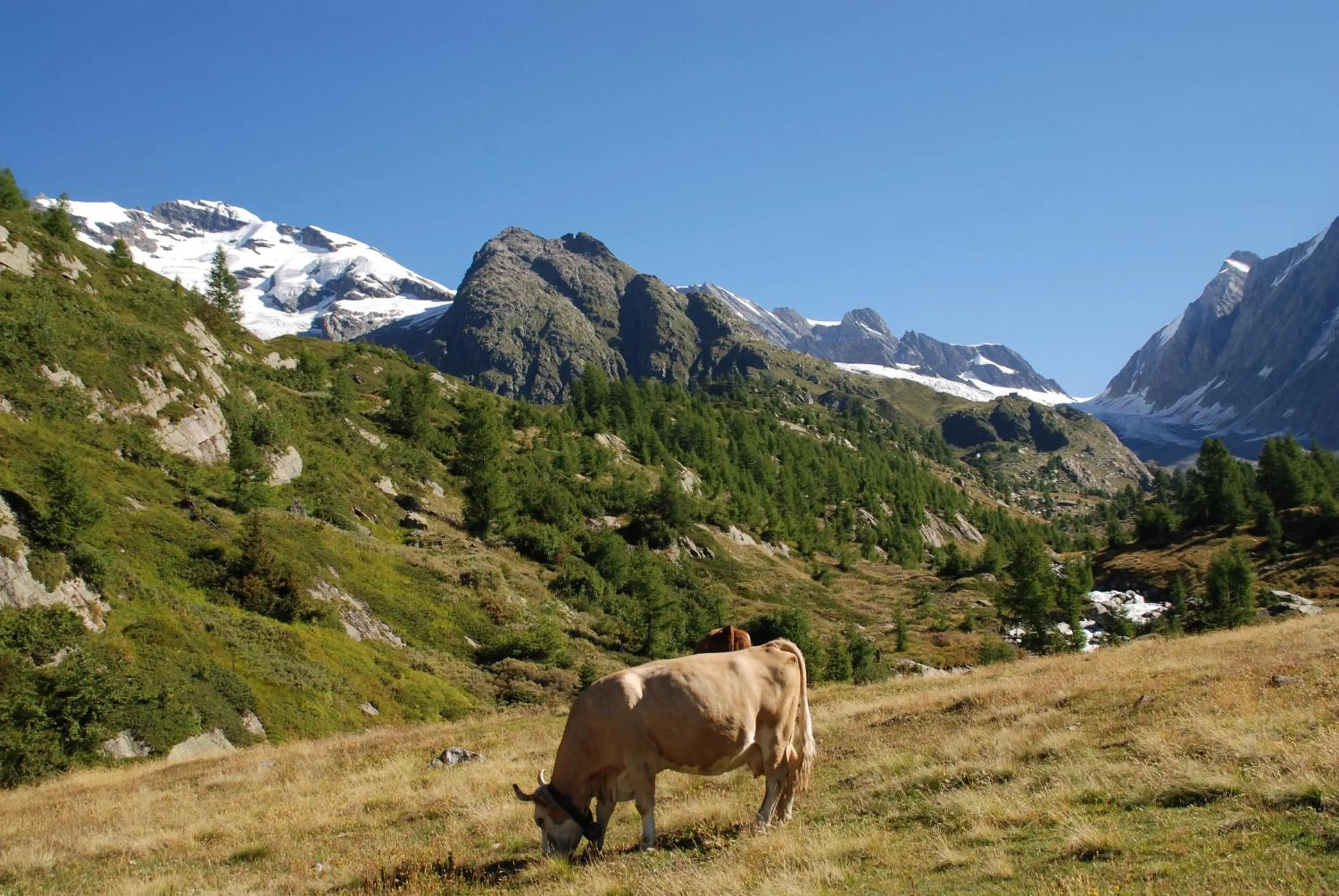 Natural landscape in Alpenhotel zur Wildi Lauchernalp