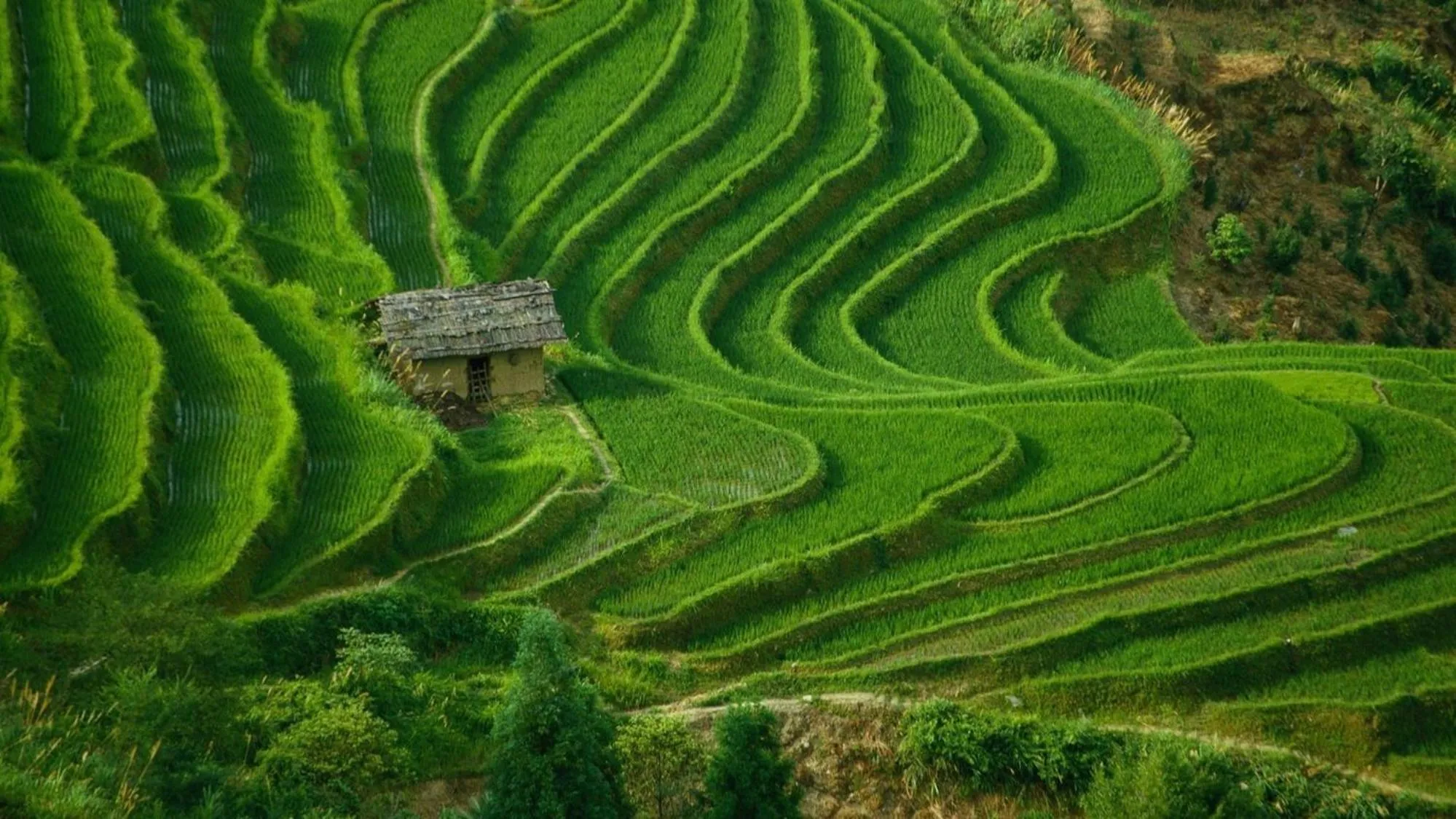 Natural landscape in Mawar Estate by Villas Direct Bali