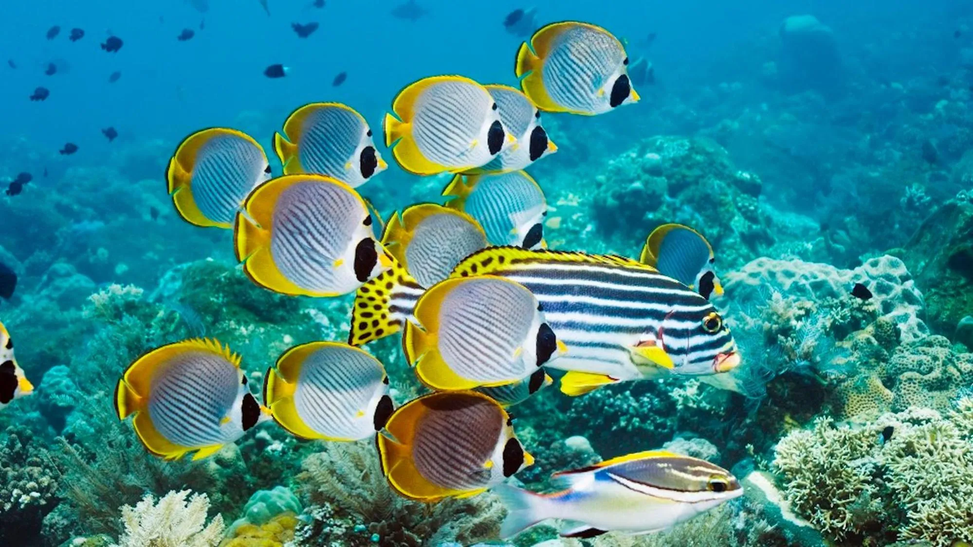 Activities in Mawar Estate by Villas Direct Bali