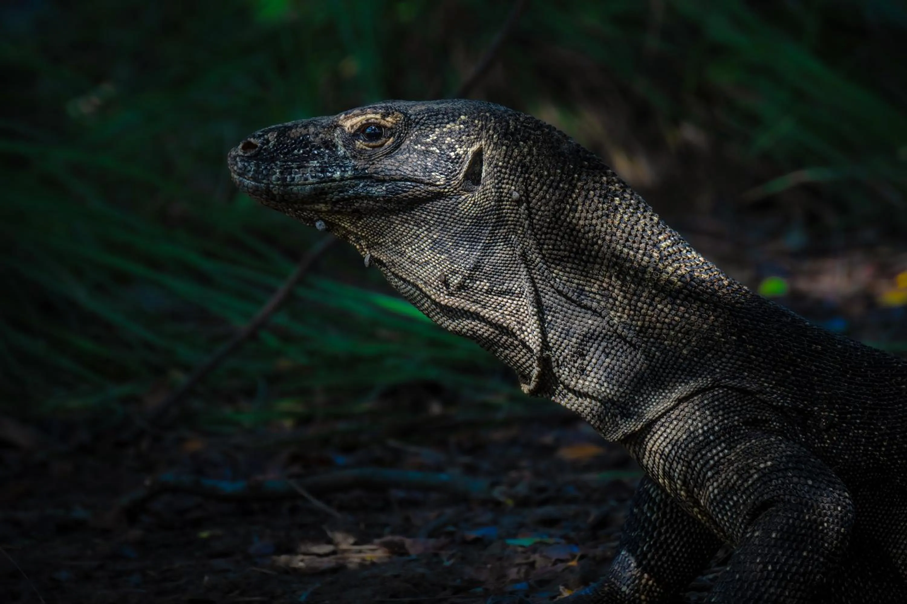 Activities in Dragon Dive Komodo Dive Resort