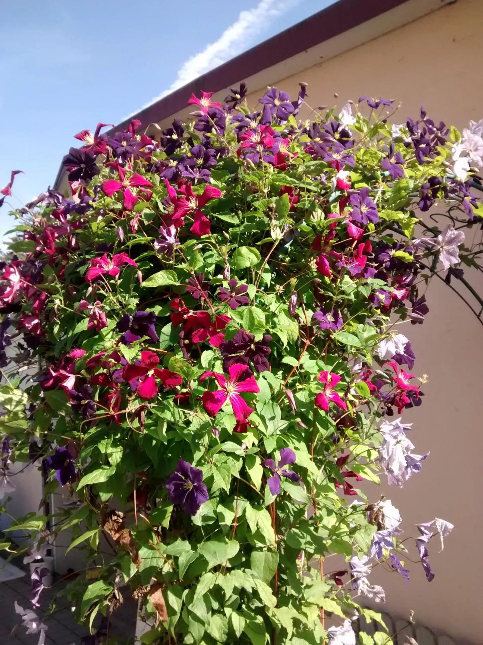 Garden in Gästehaus Brunnerhof - Eitting